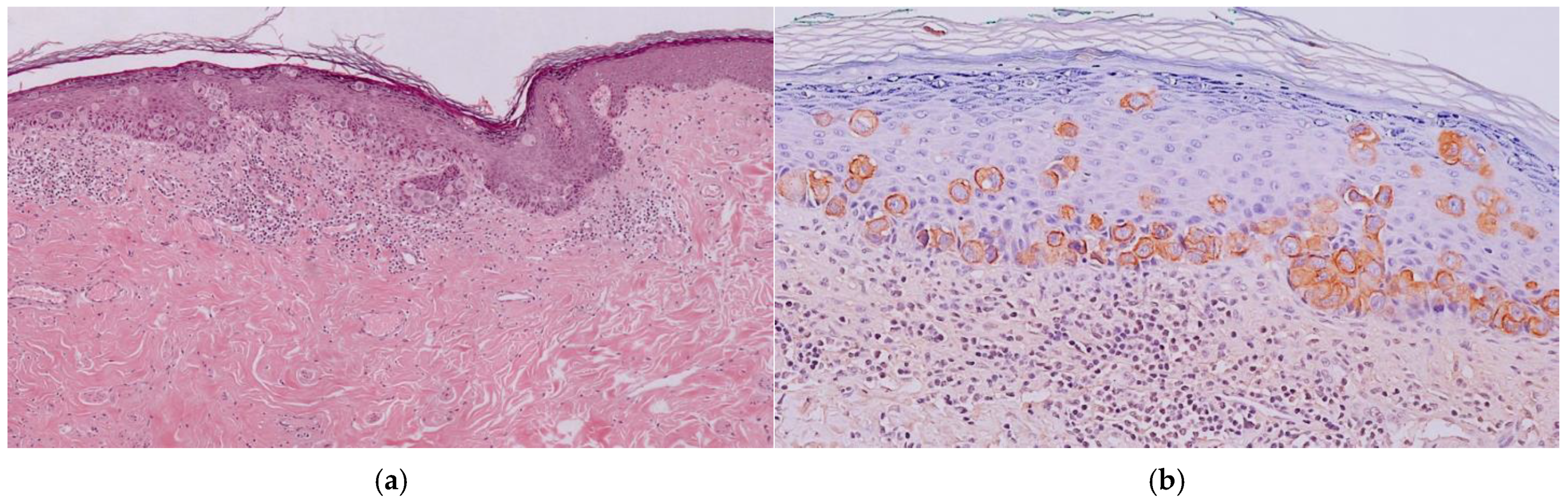 Diagnostics 14 02717 g003