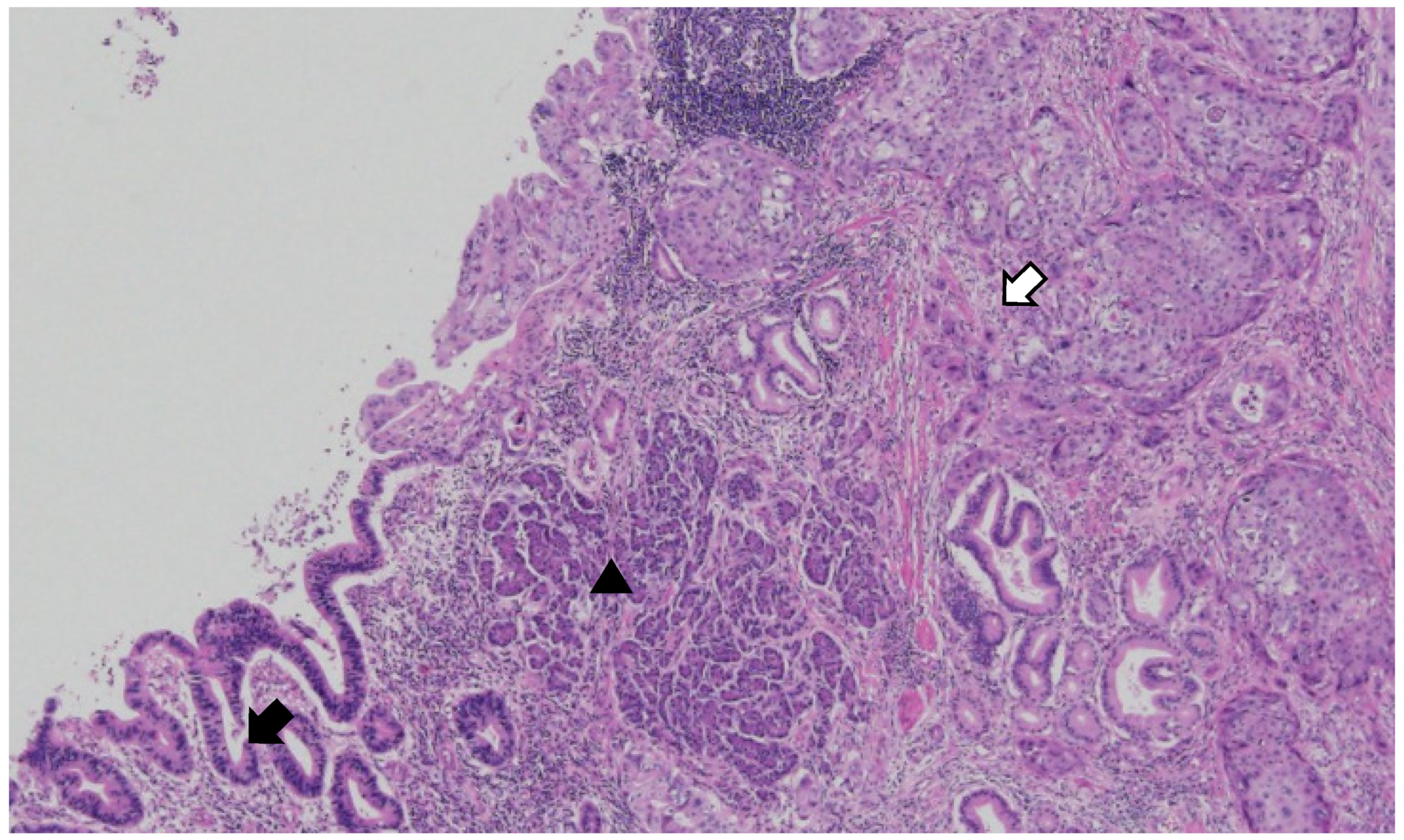 Diagnostics 14 02727 g004