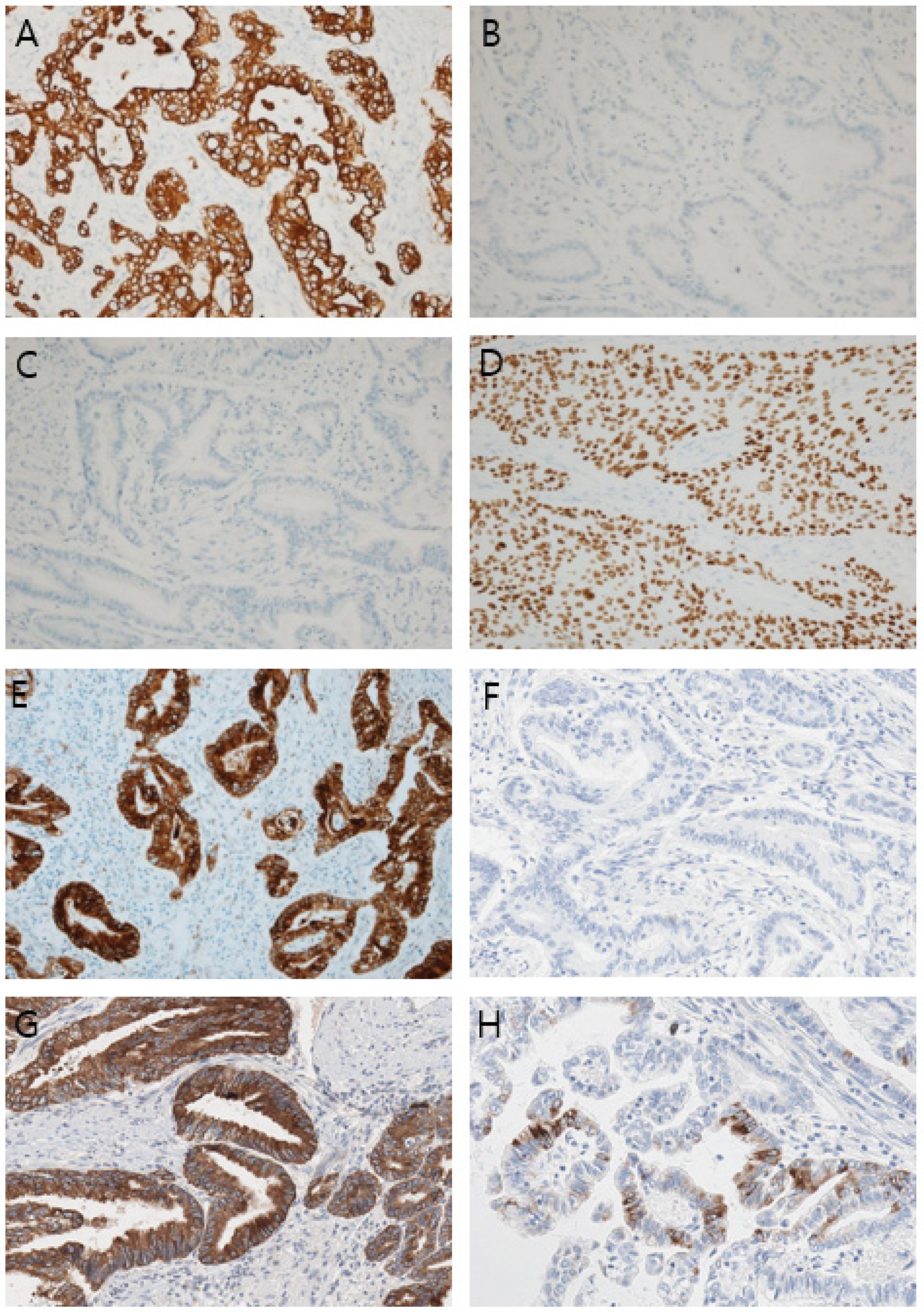 Diagnostics 14 02727 g005
