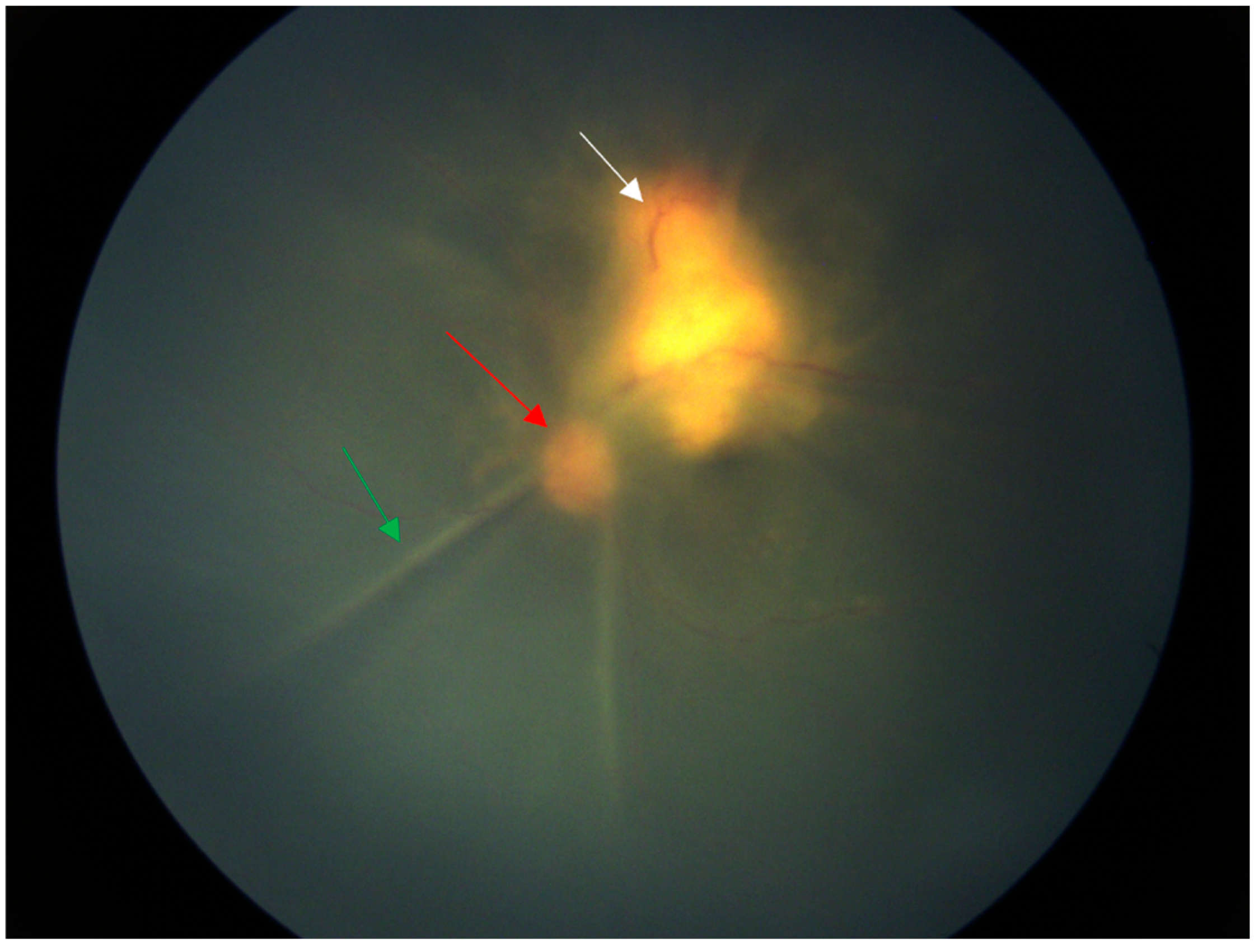 Diagnostics 14 02767 g001