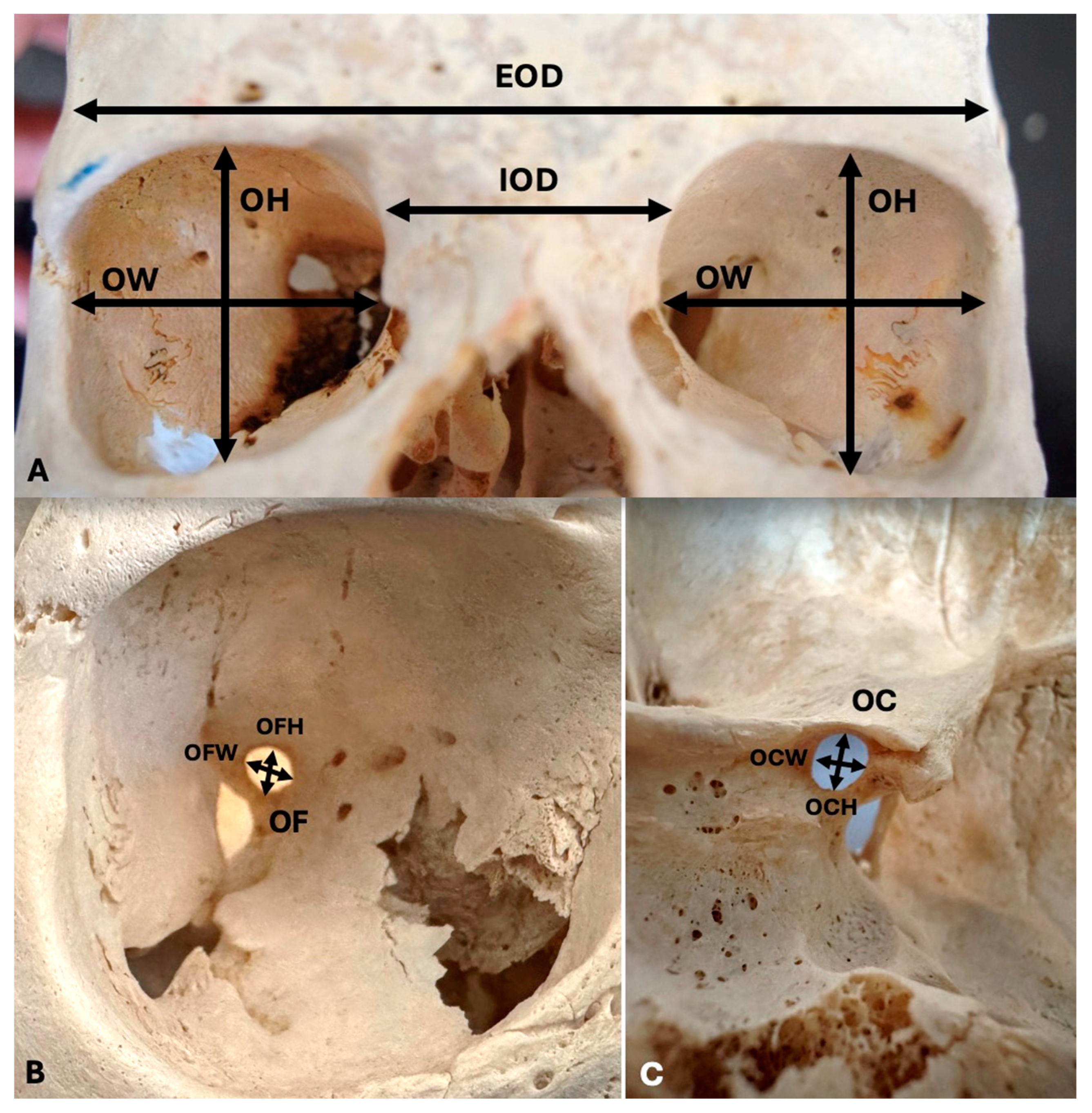 Diagnostics 14 02773 g001