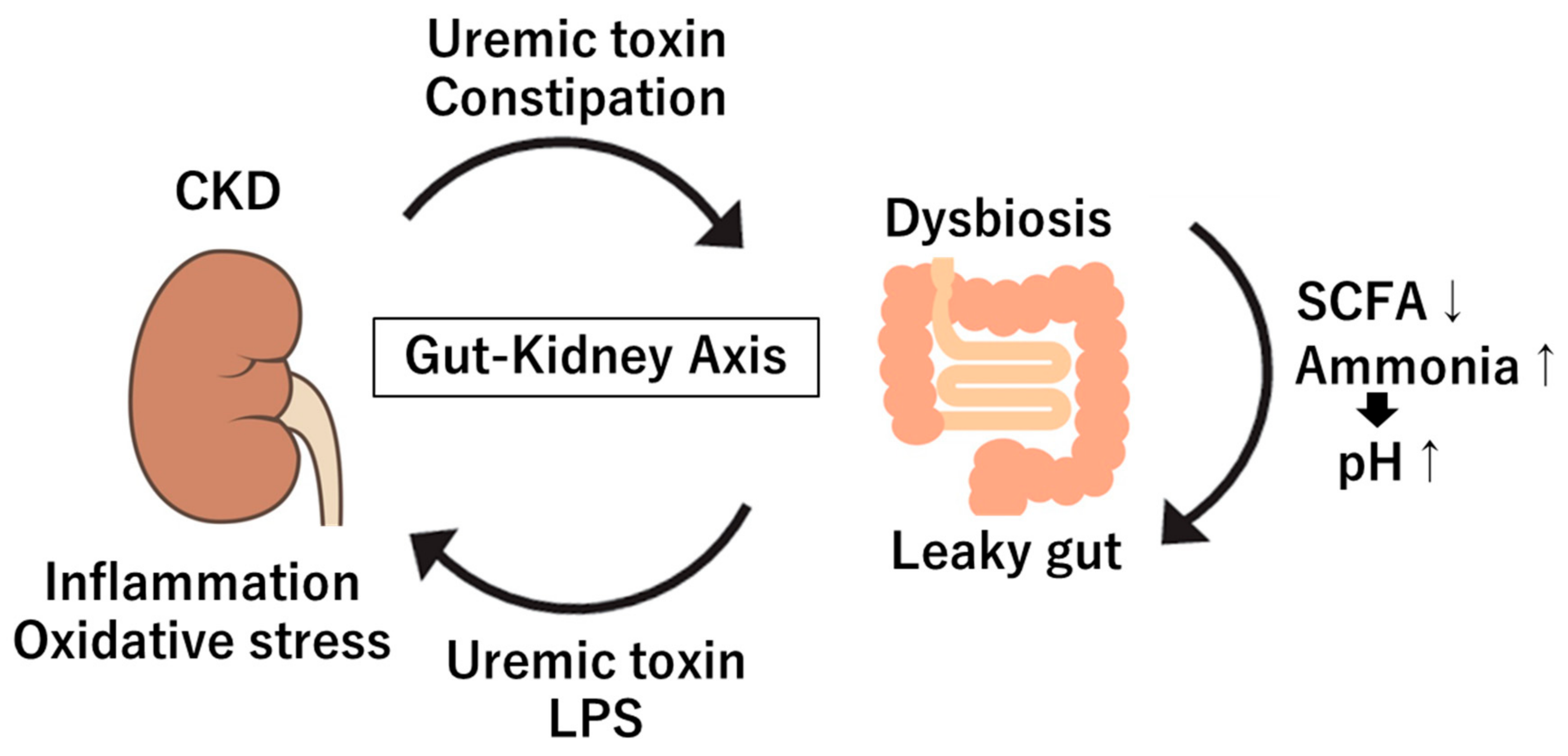 Diagnostics 15 00021 g001