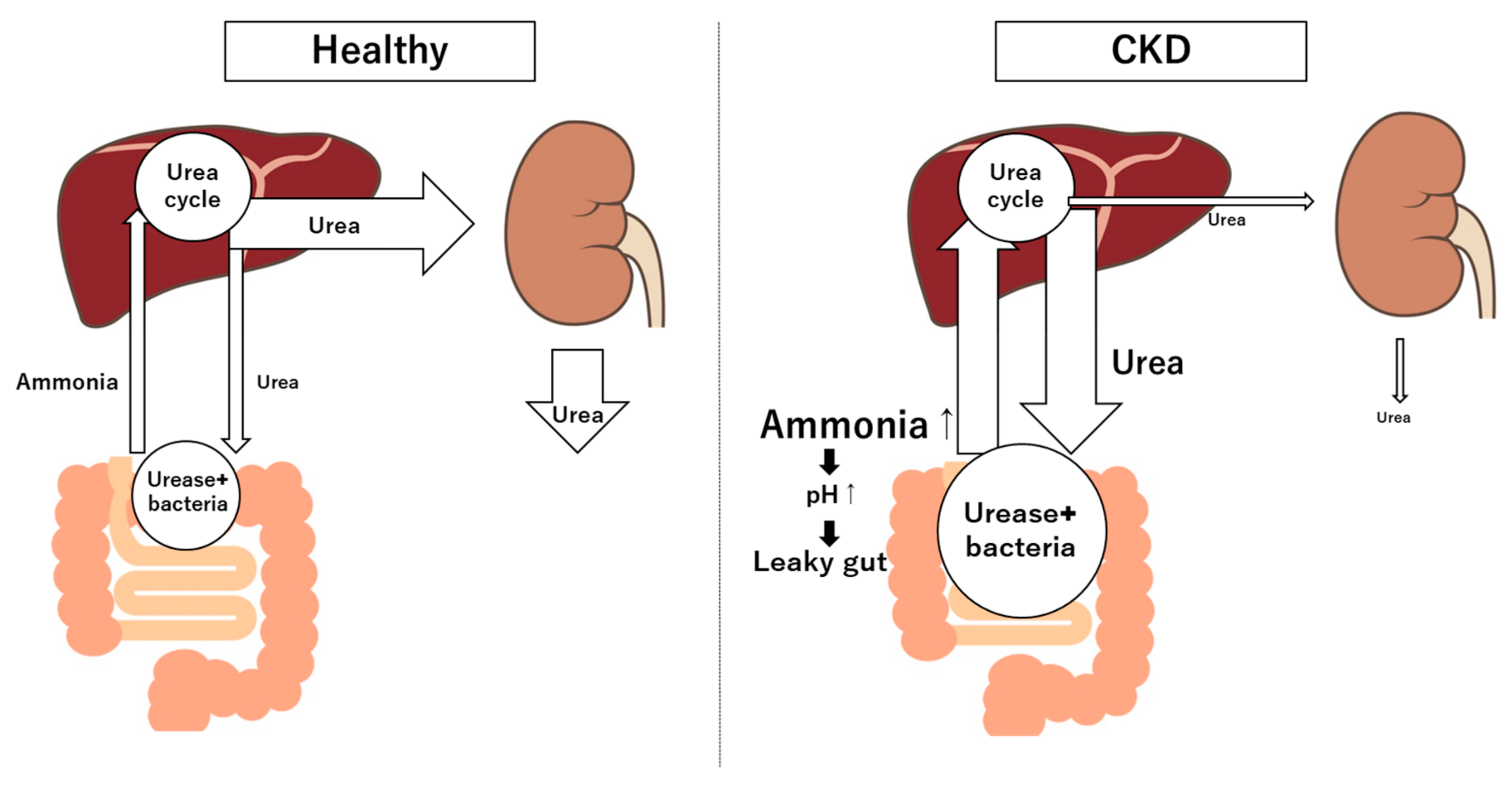 Diagnostics 15 00021 g002