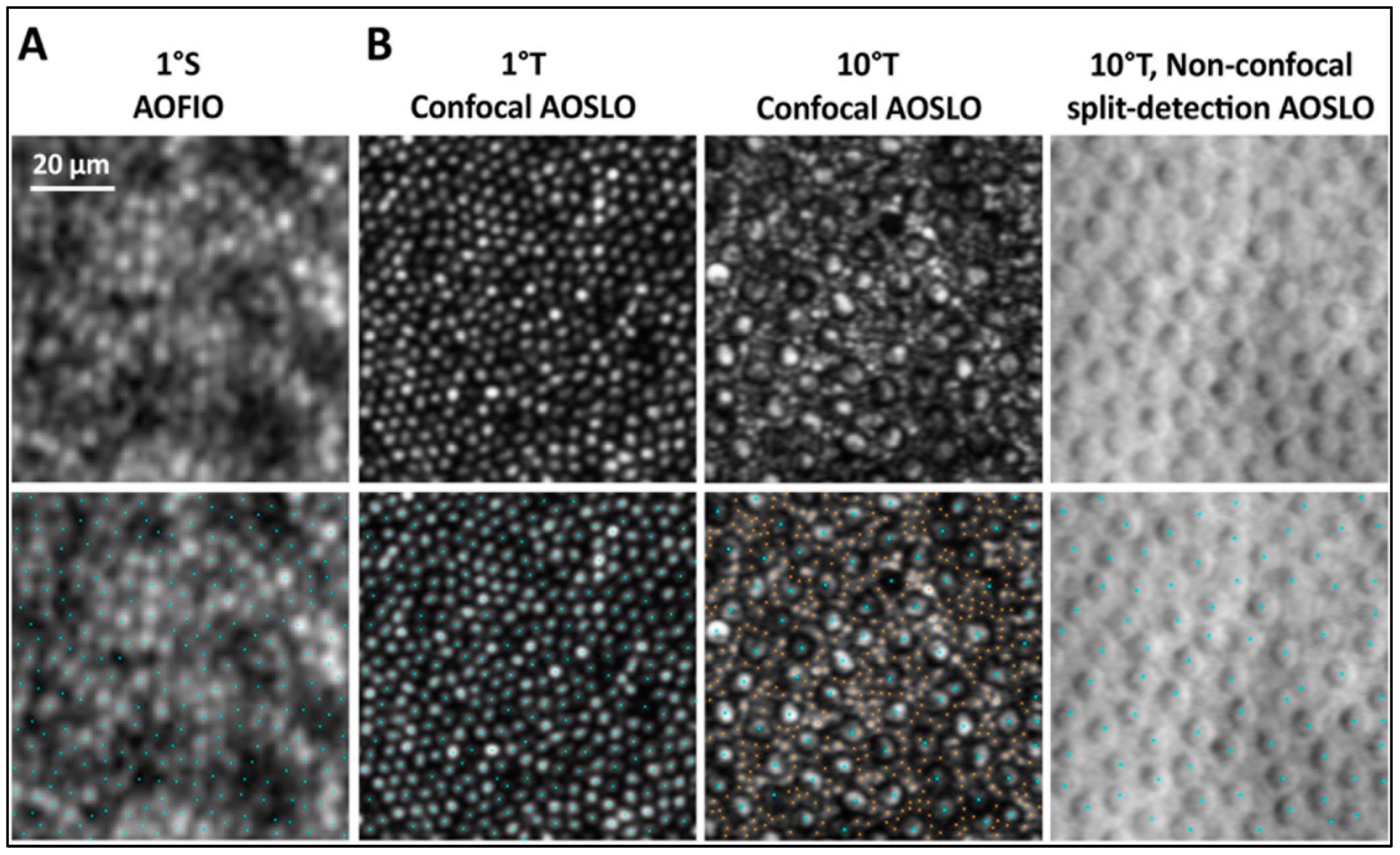 Diagnostics 15 00028 g002