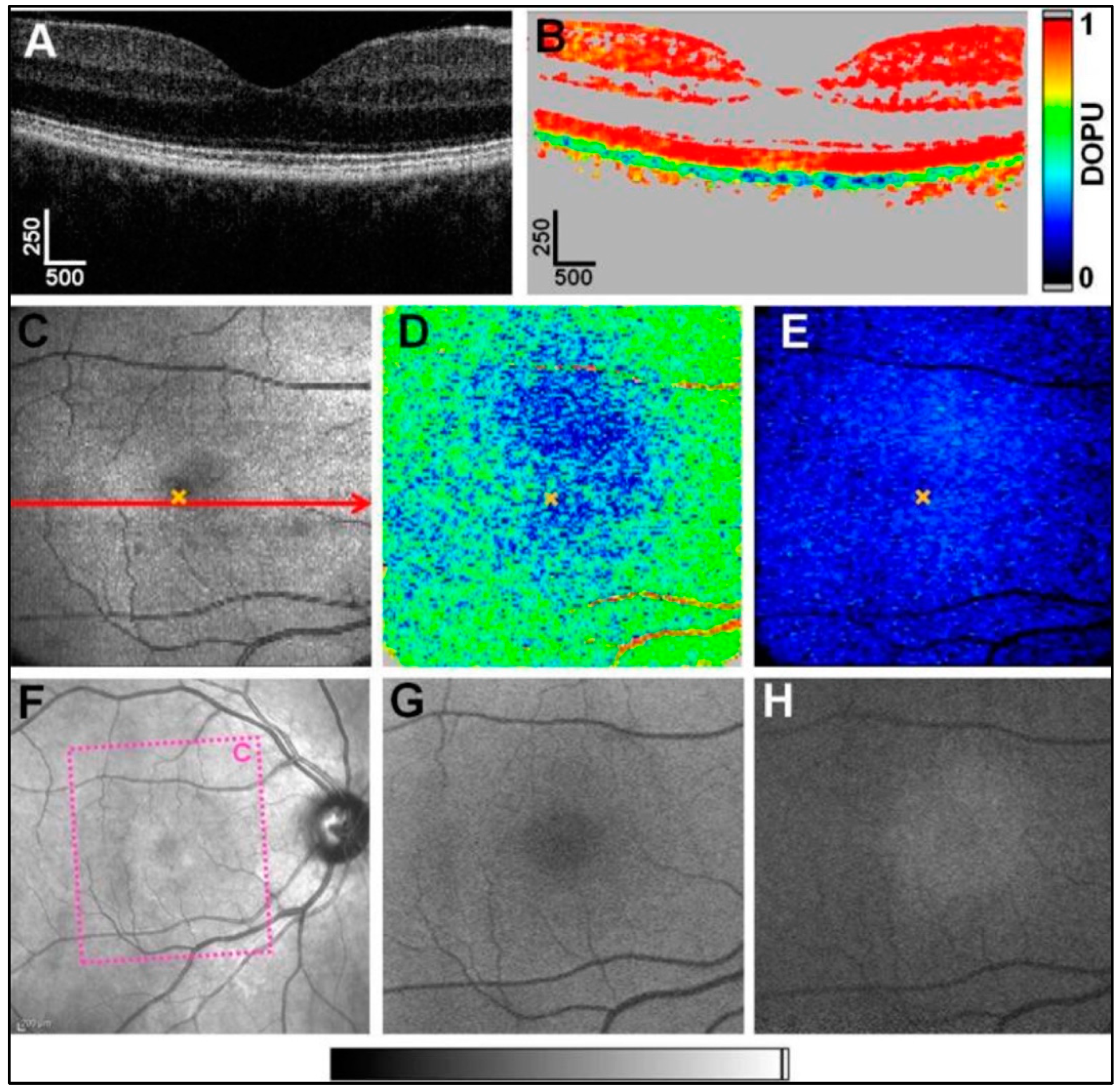 Diagnostics 15 00028 g005