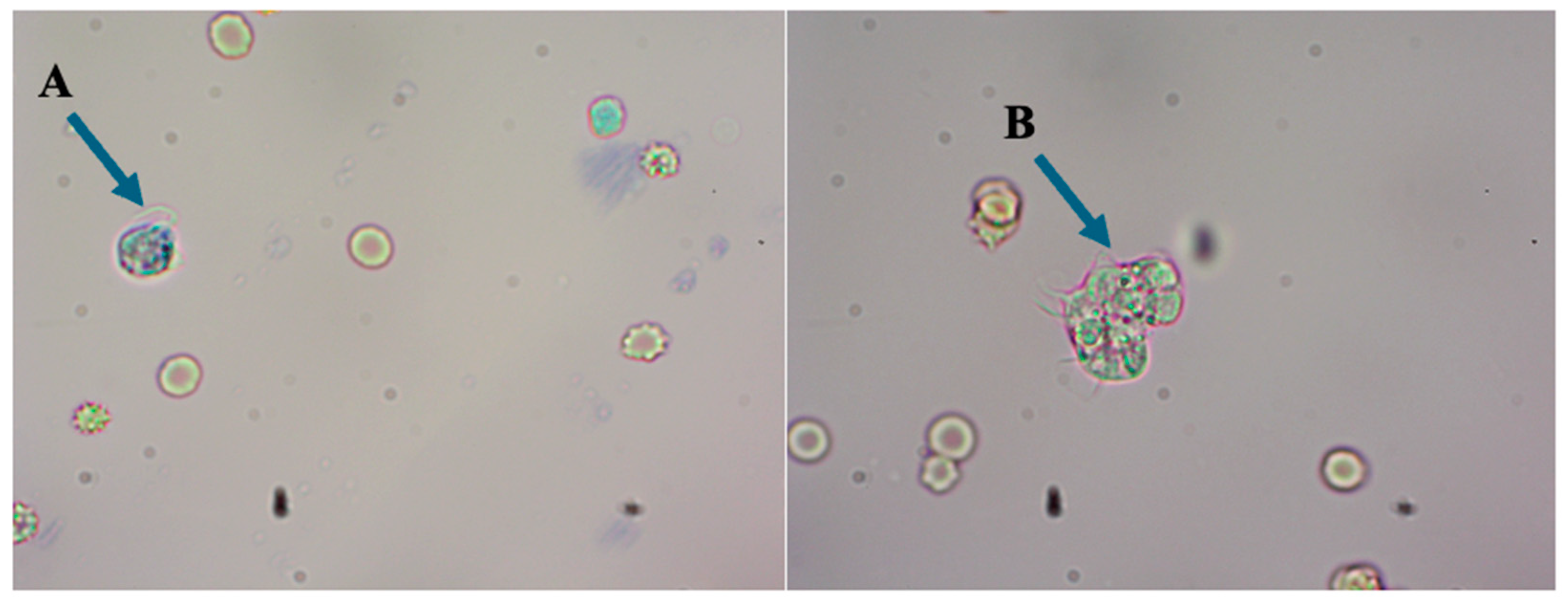 Diagnostics 15 00089 g002