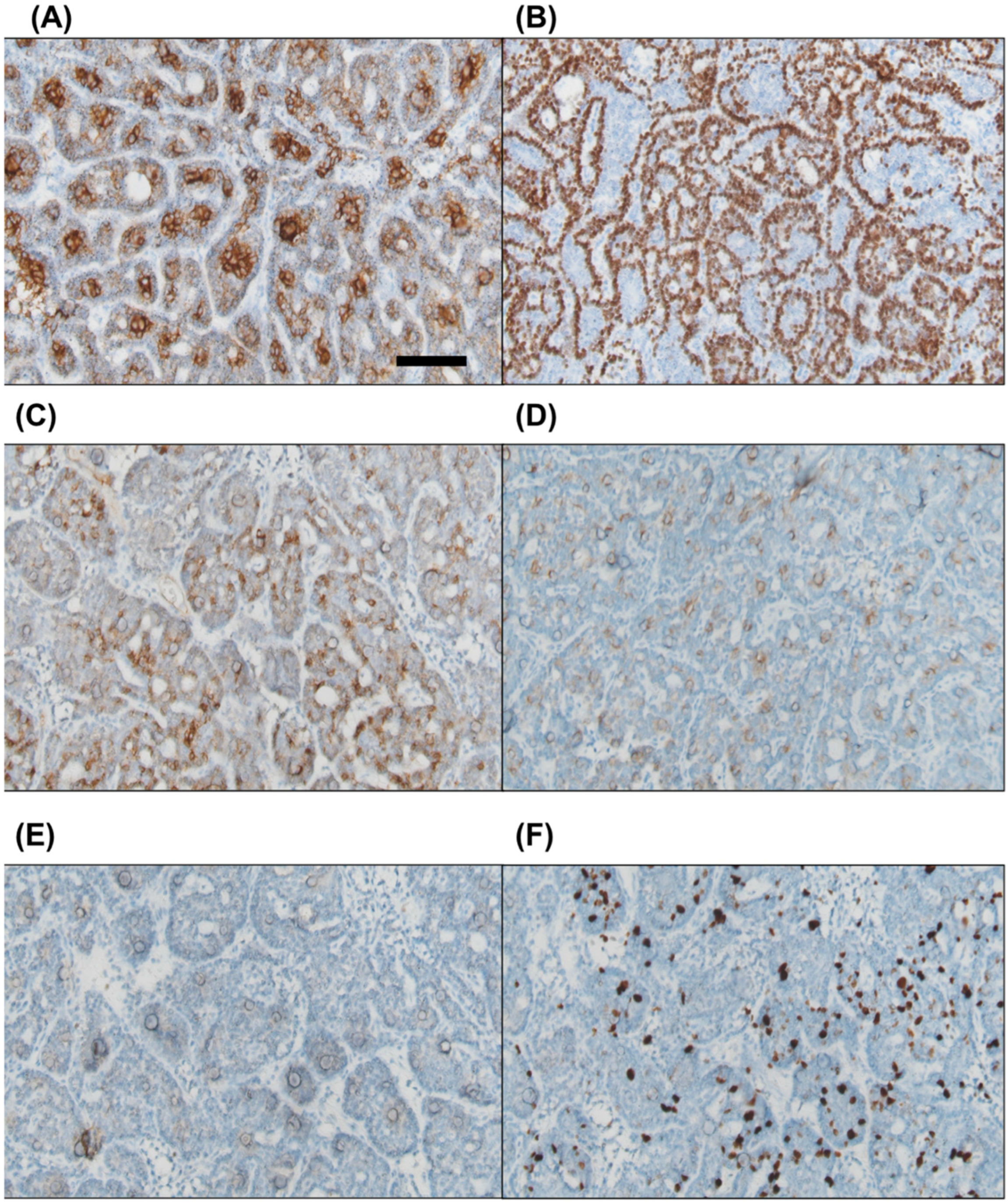 Diagnostics 15 00173 g004
