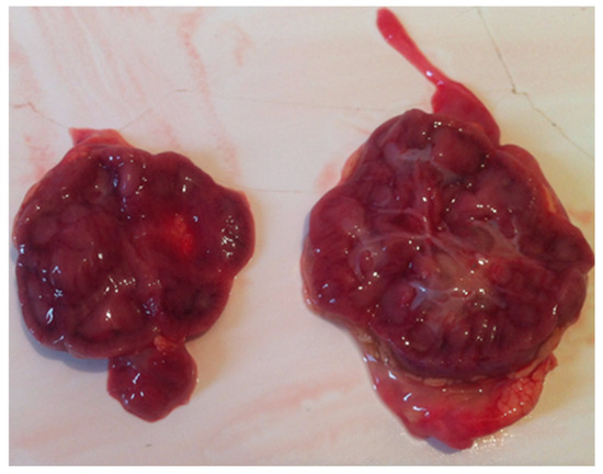 Diagnostics 15 00202 g004