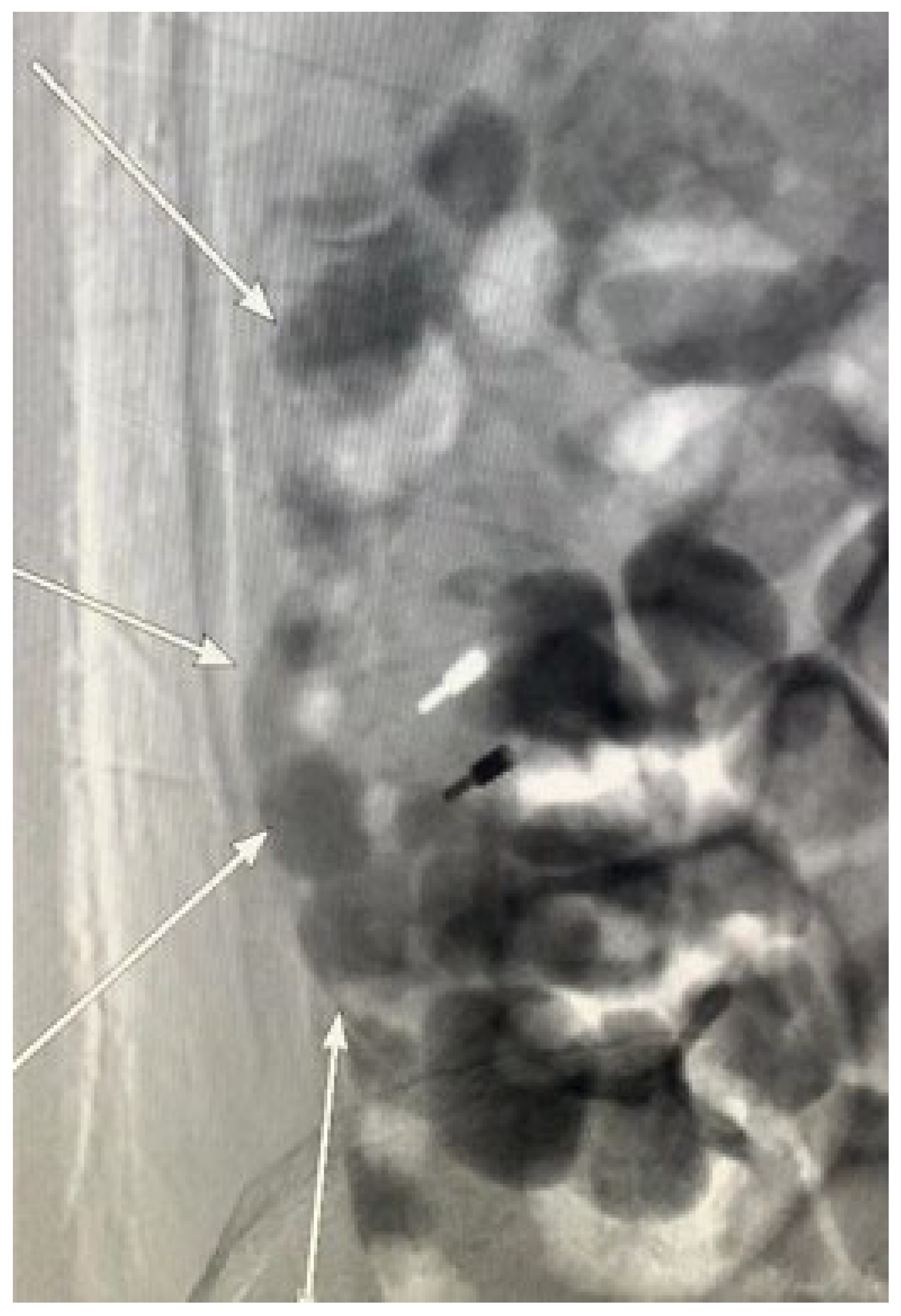 Diagnostics 15 00461 g002