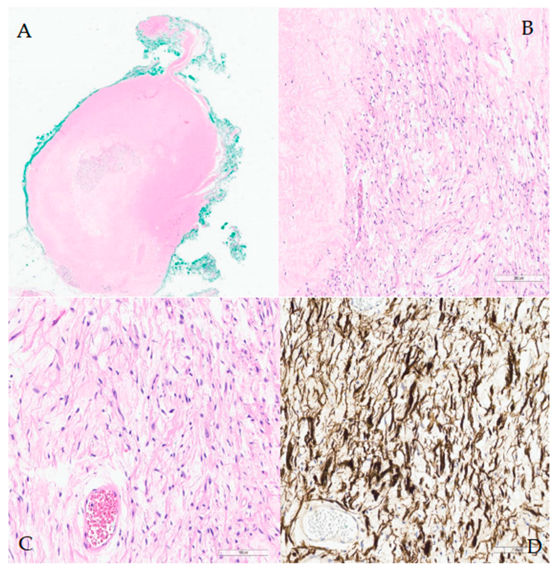 Diagnostics 15 00484 g003