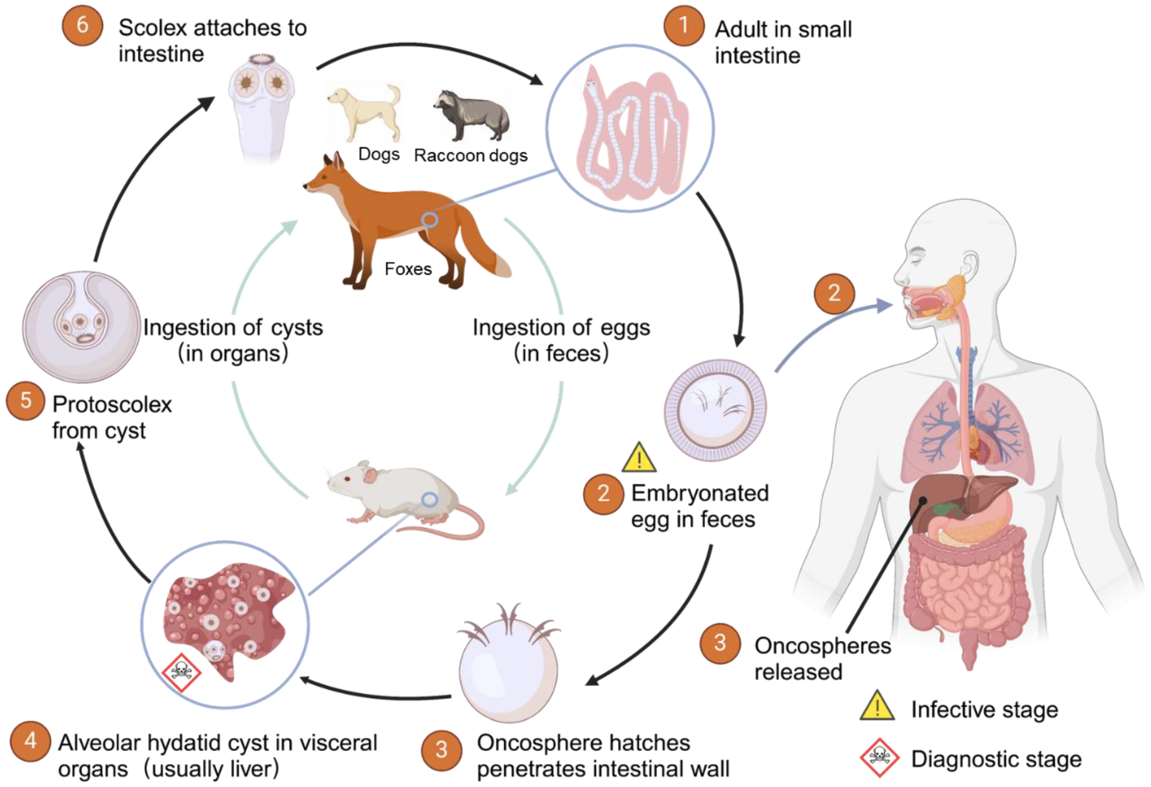 Diagnostics 15 00585 g001