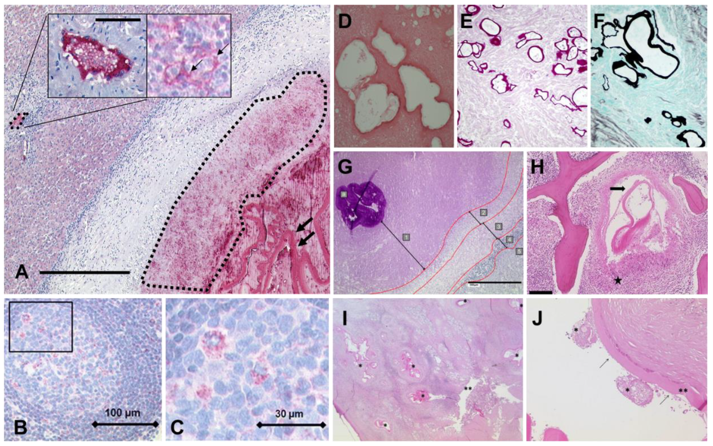 Diagnostics 15 00585 g002