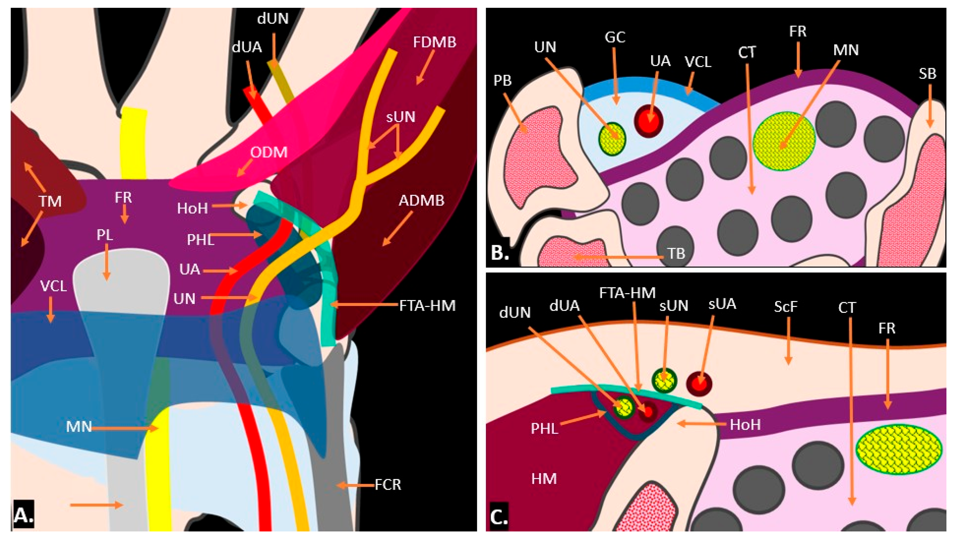 Diagnostics 15 00592 g001