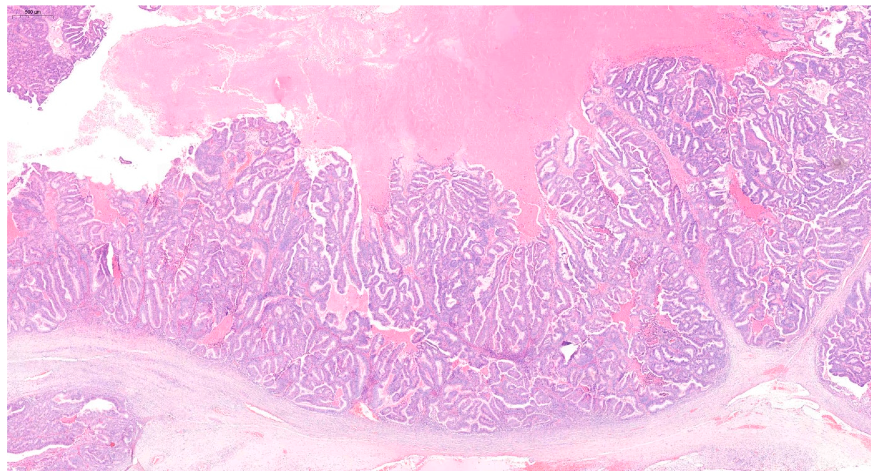 Diagnostics 15 00670 g002