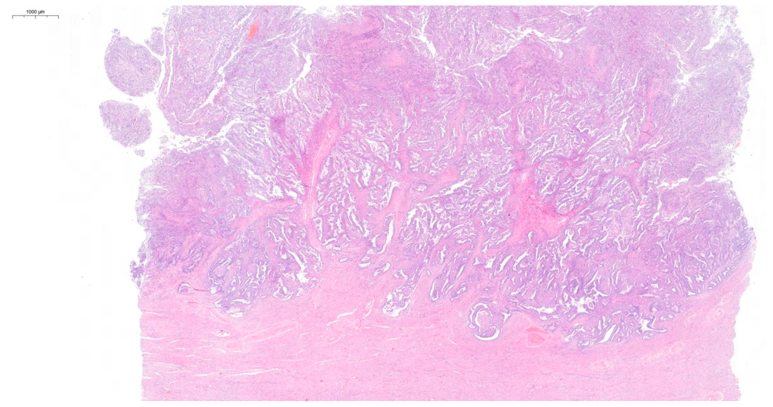 Diagnostics 15 00670 g003