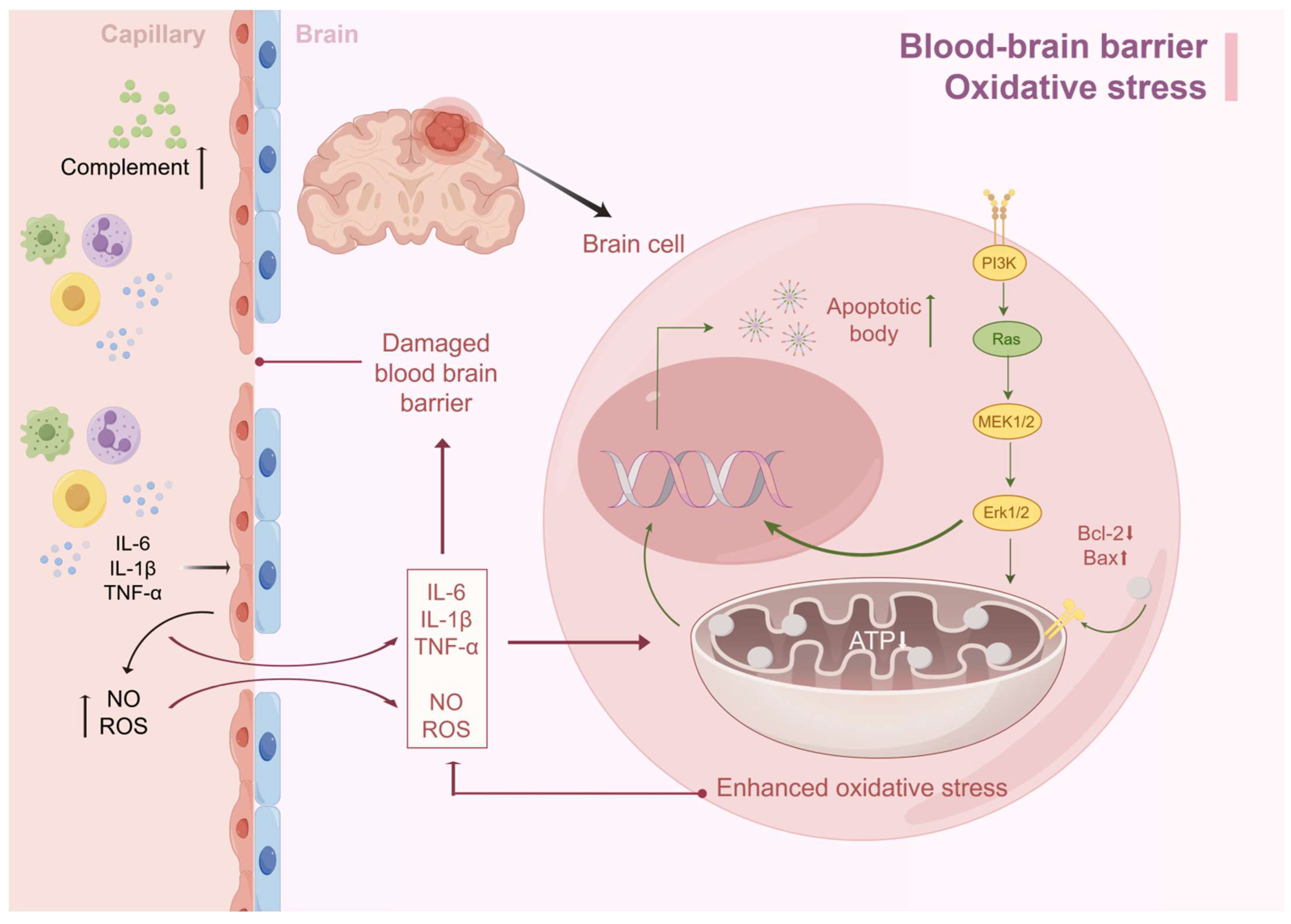Diagnostics 15 00873 g002