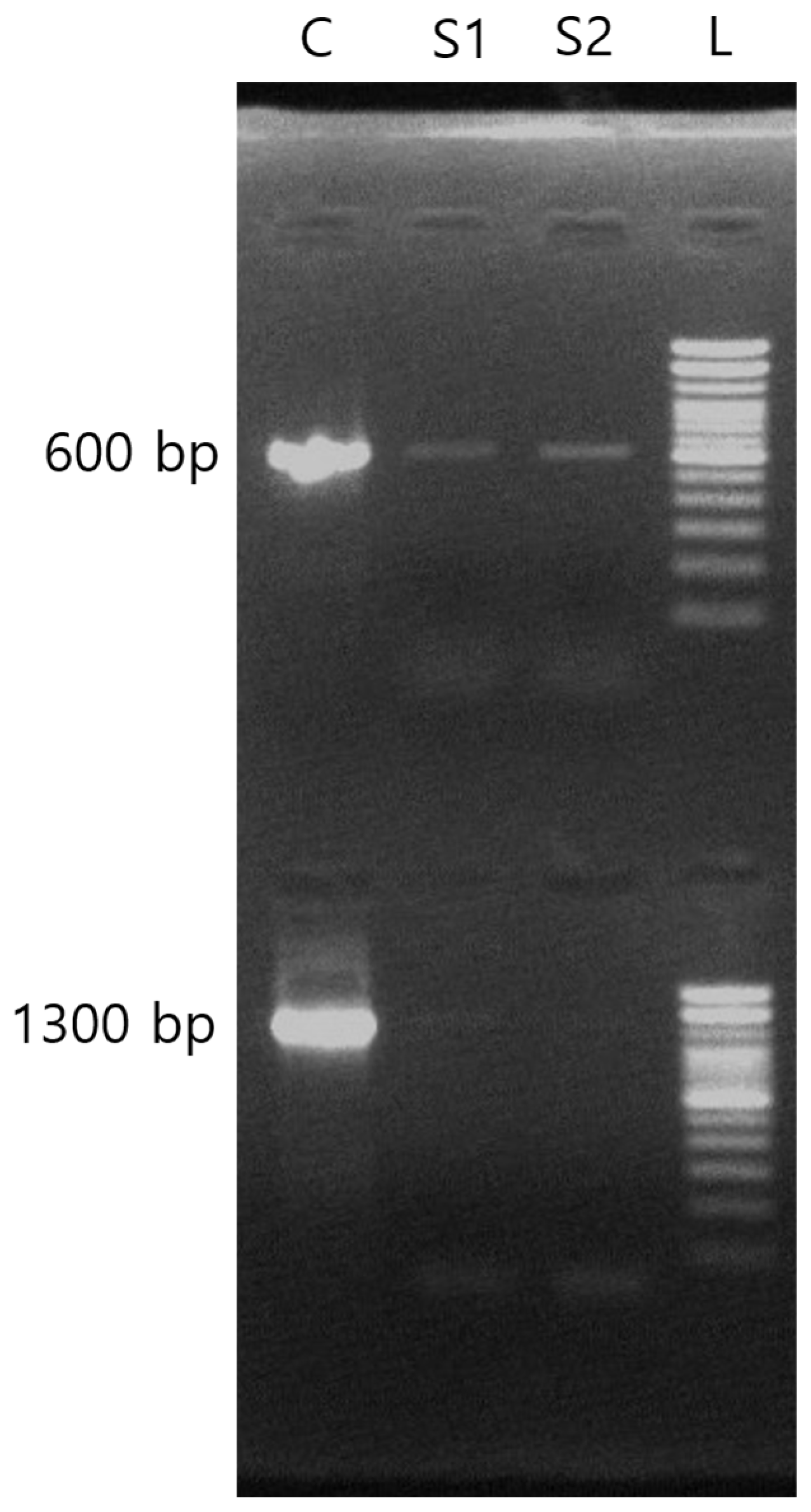 Diagnostics 15 00966 g001