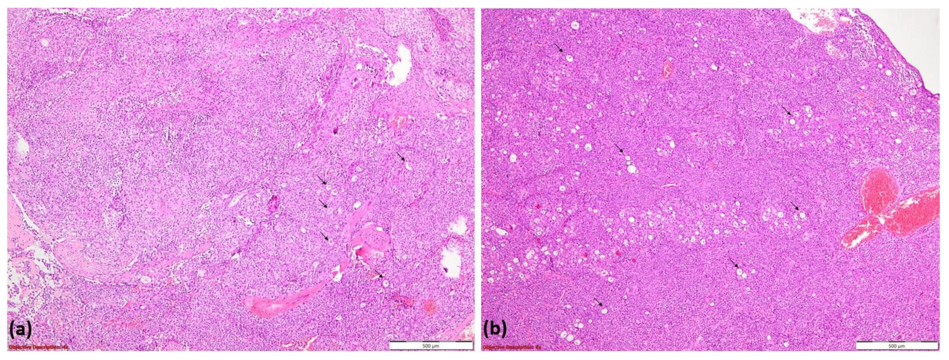Diagnostics 15 01056 g009