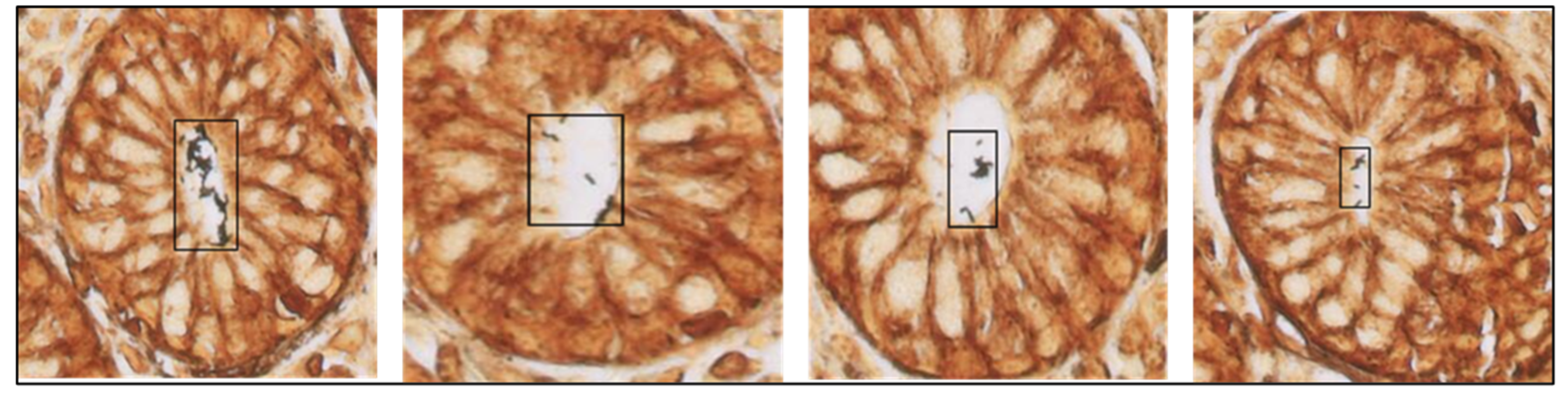 Diagnostics 15 01085 g005