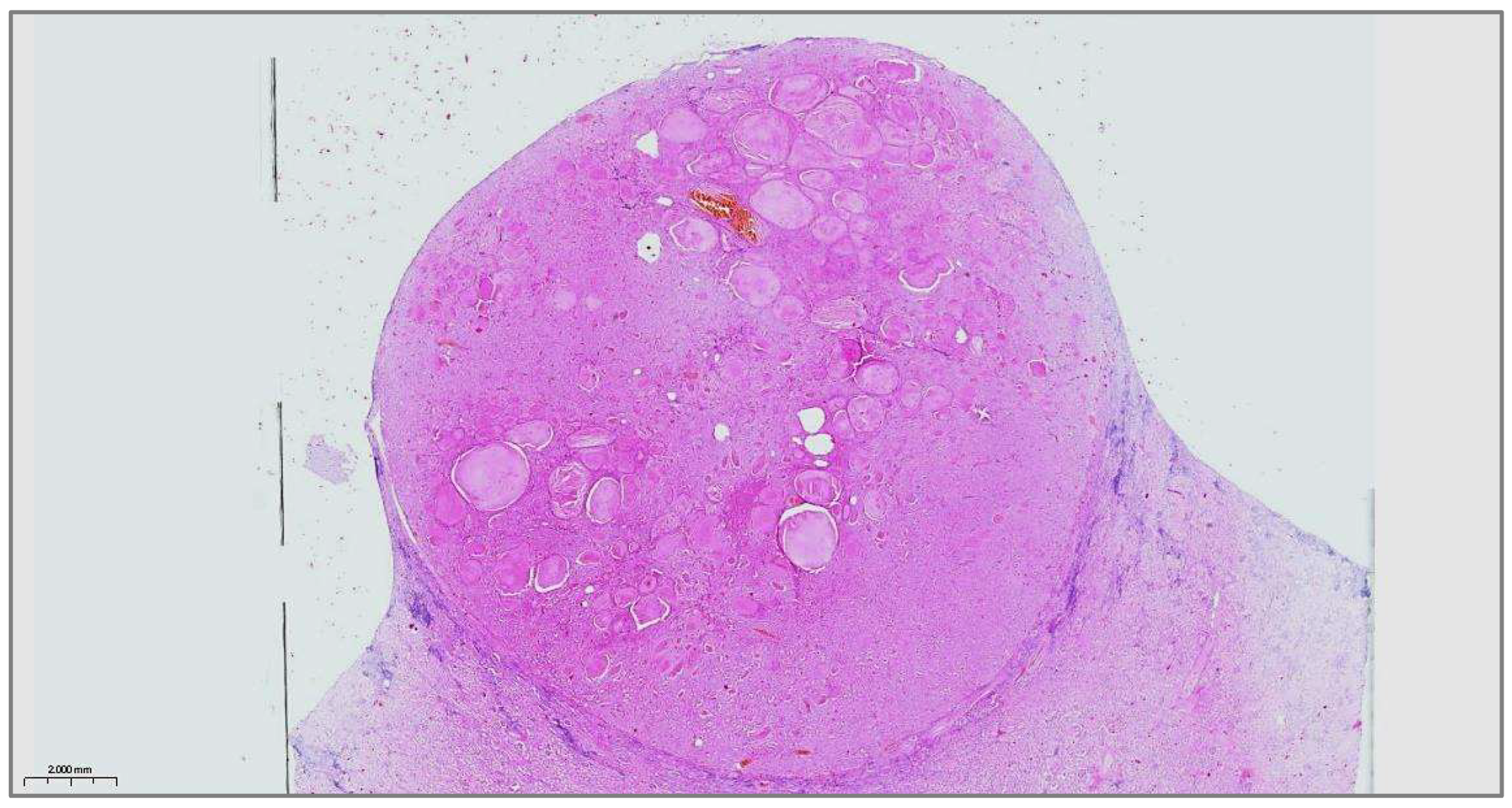 Diagnostics 15 01111 g003