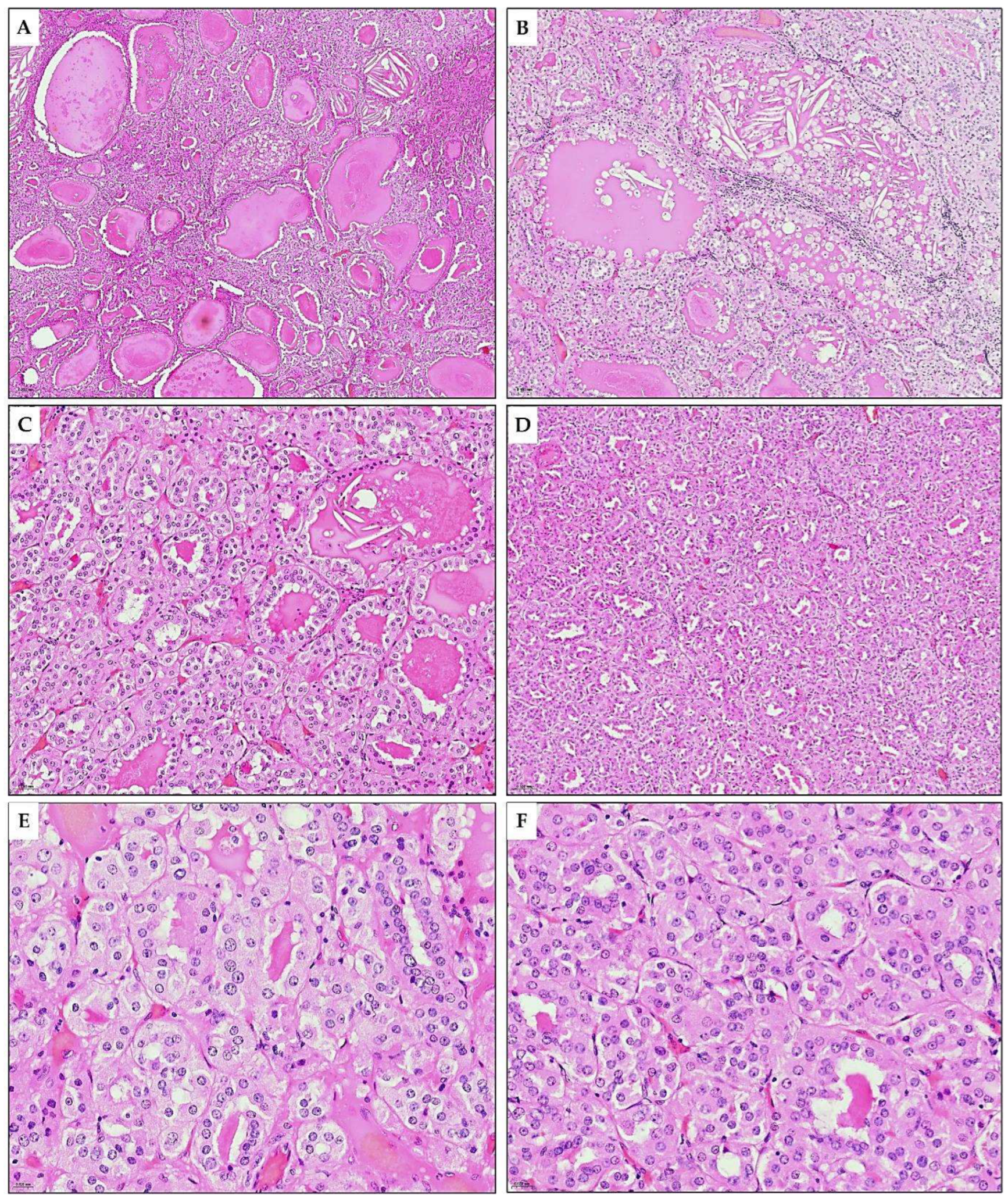 Diagnostics 15 01111 g004