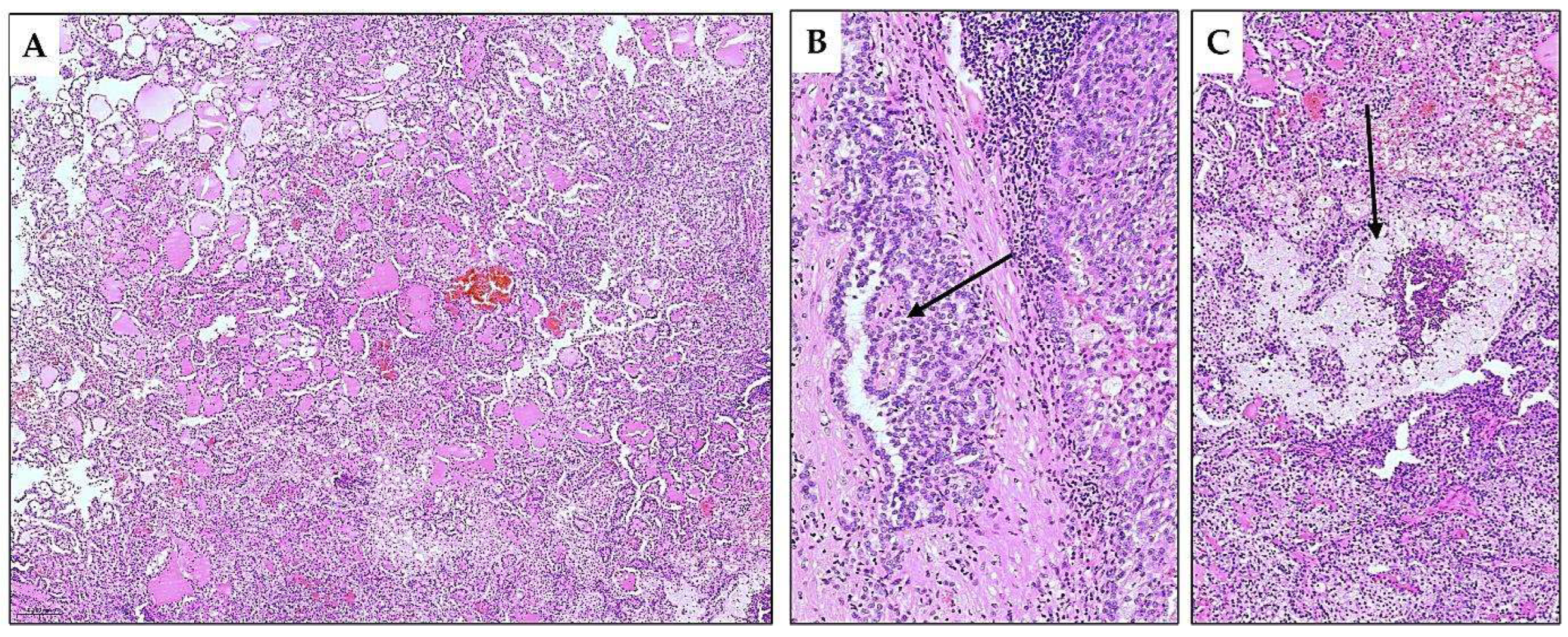 Diagnostics 15 01111 g007
