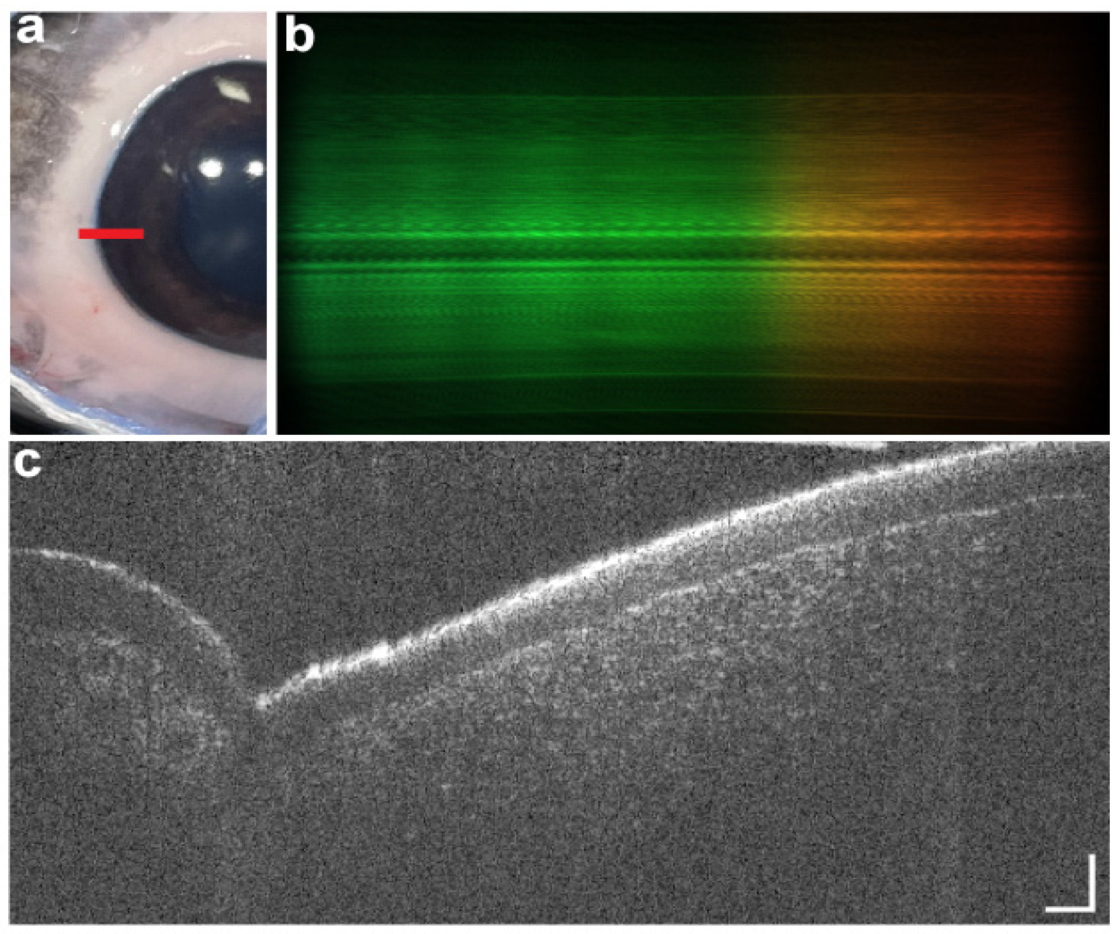 Diagnostics 15 01140 g005