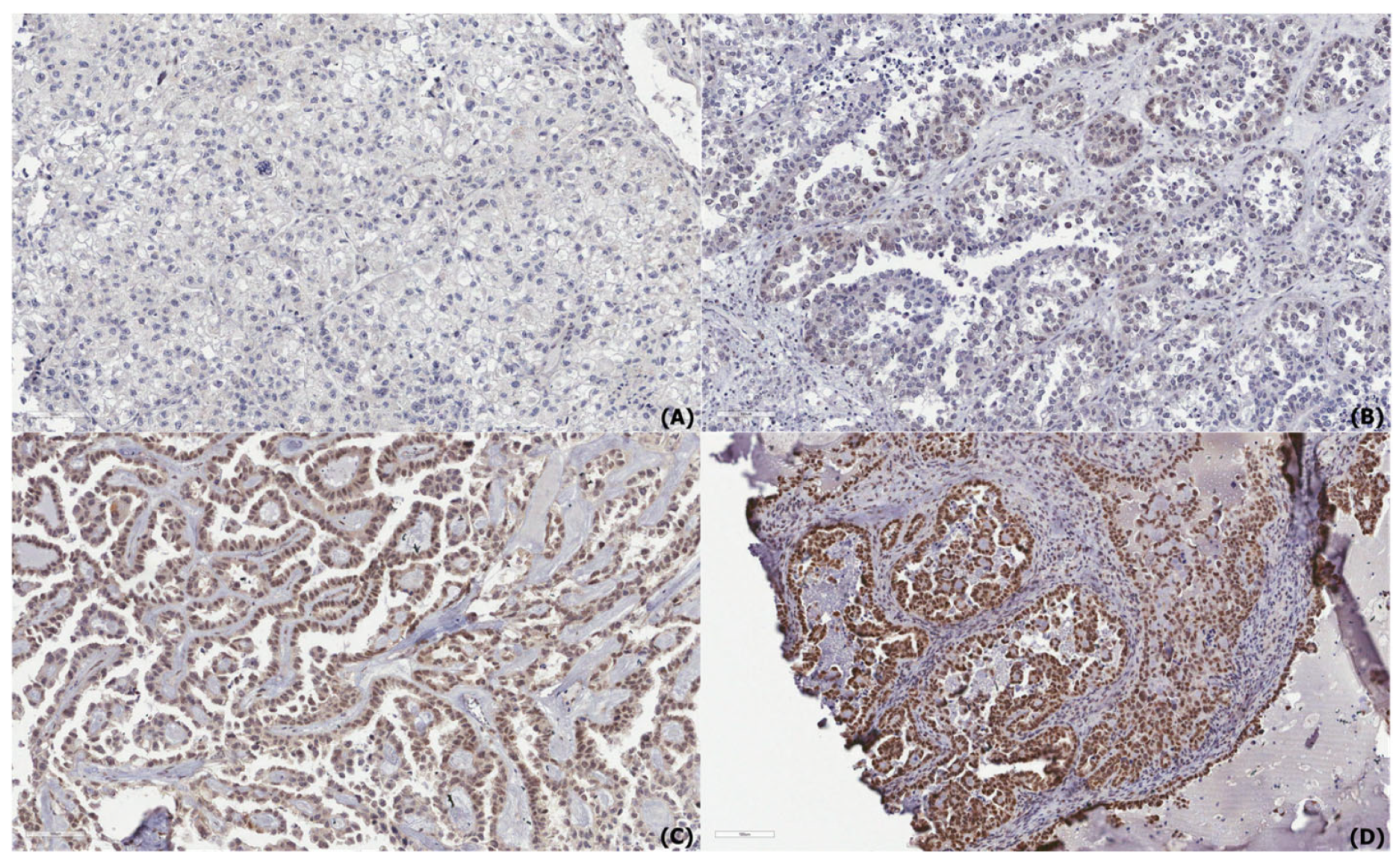 Diagnostics 15 01426 g002