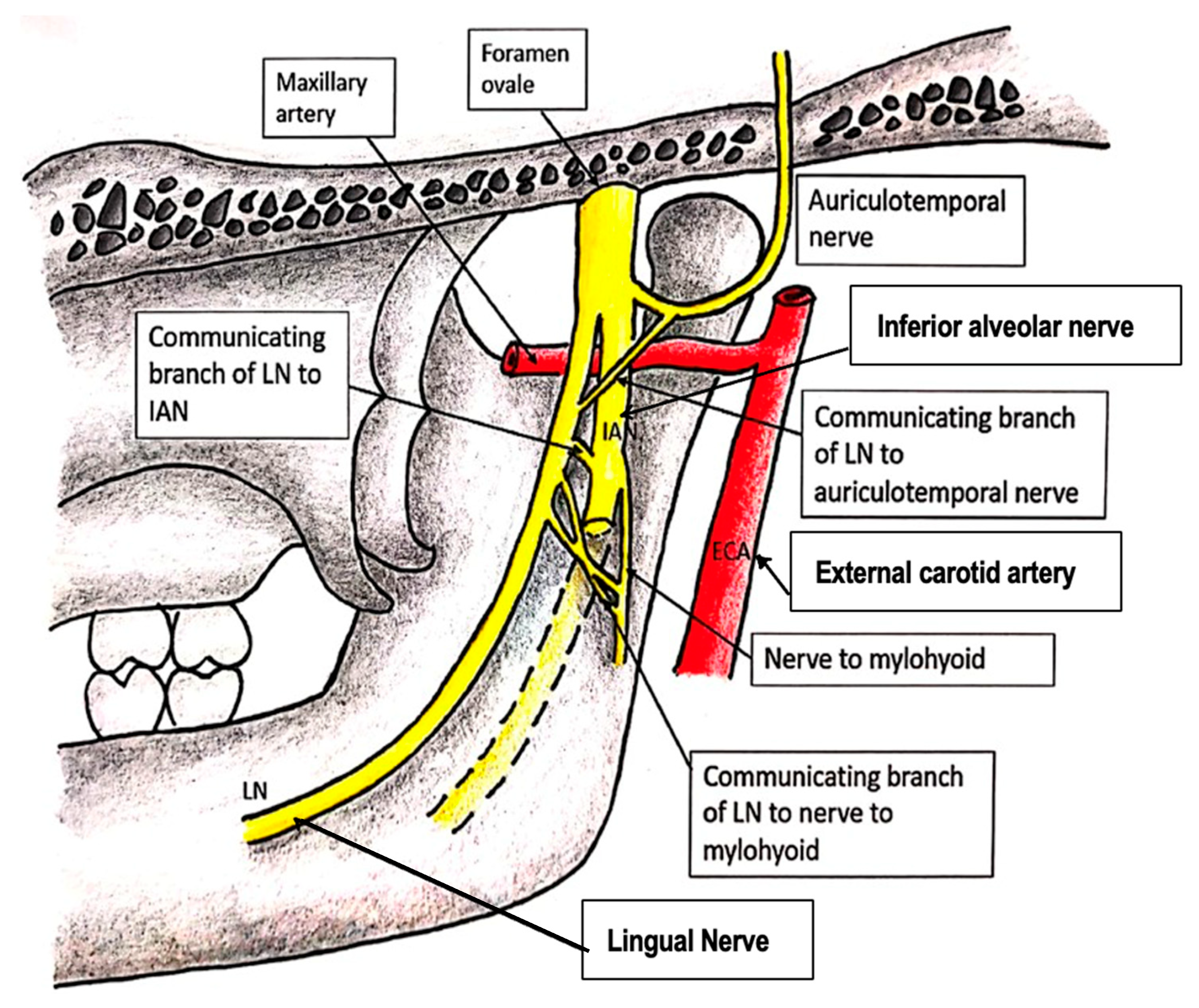 Diagnostics 15 01609 g001