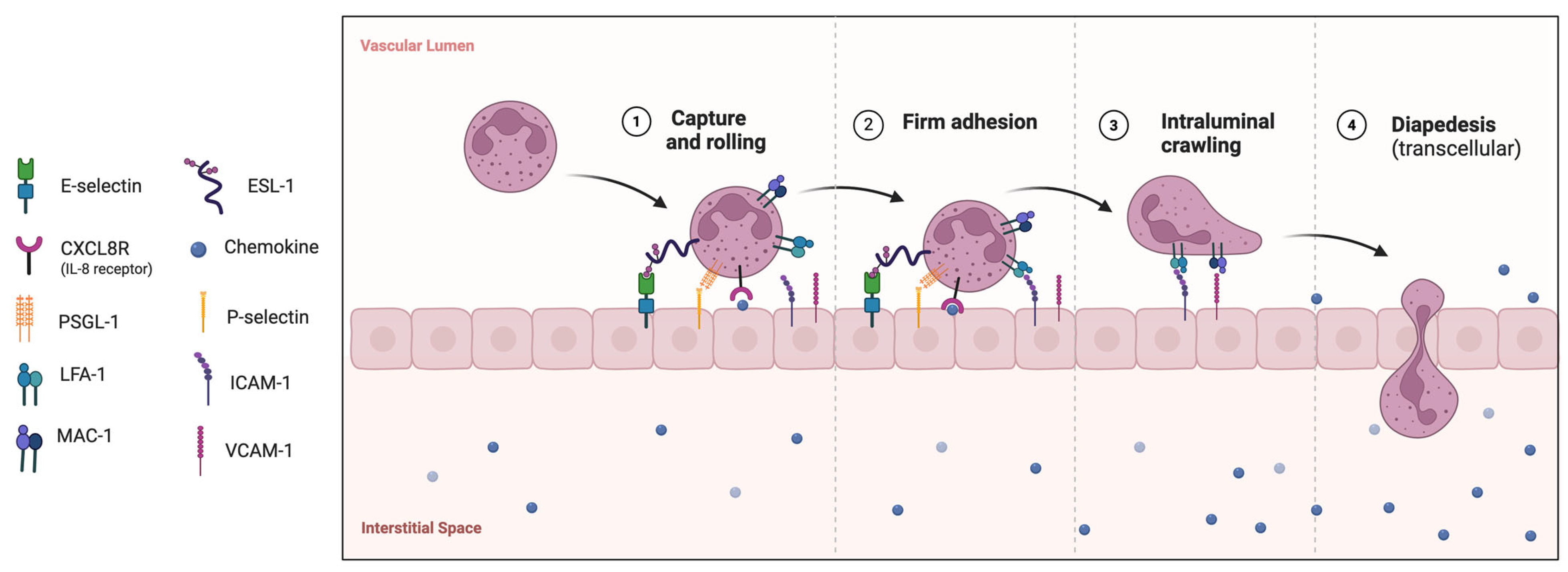 Diagnostics 15 01905 g001