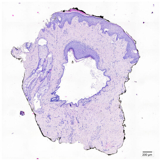 Diagnostics 15 02489 g002