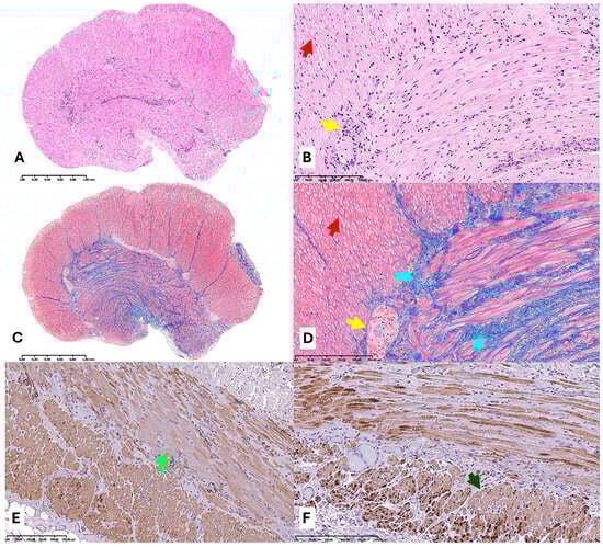 Diagnostics 15 02503 g002