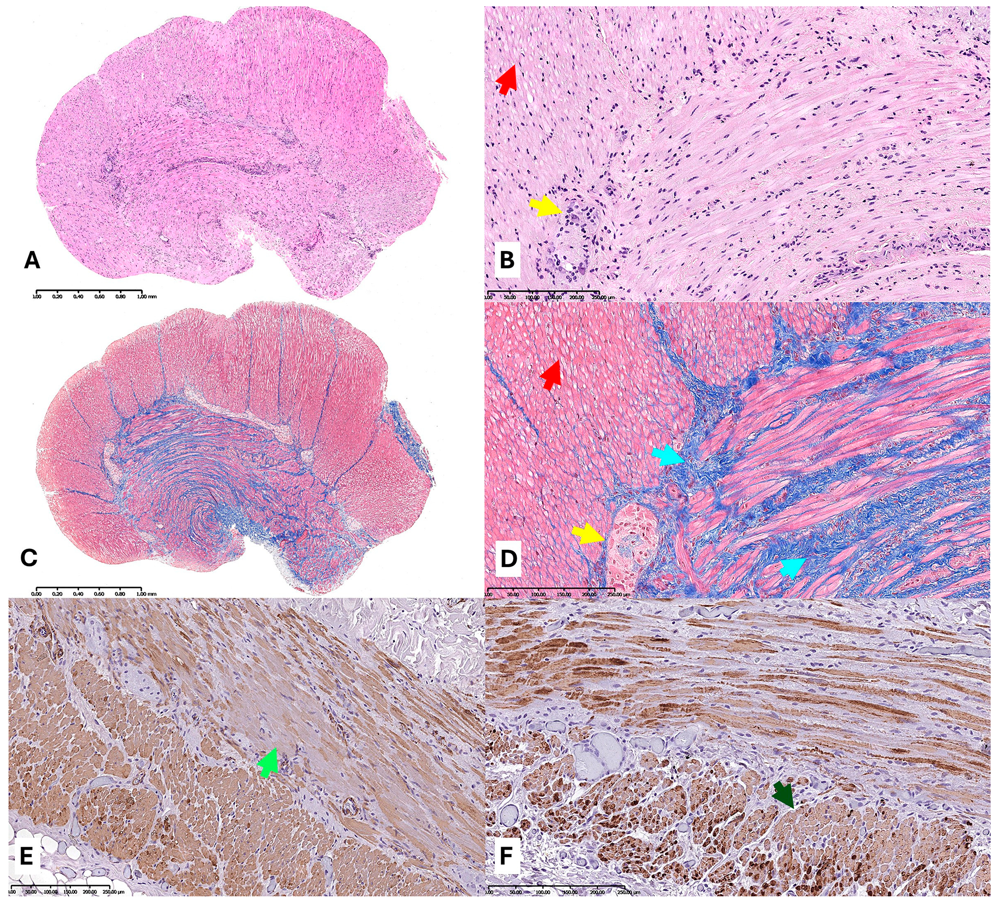 Diagnostics 15 02503 g002