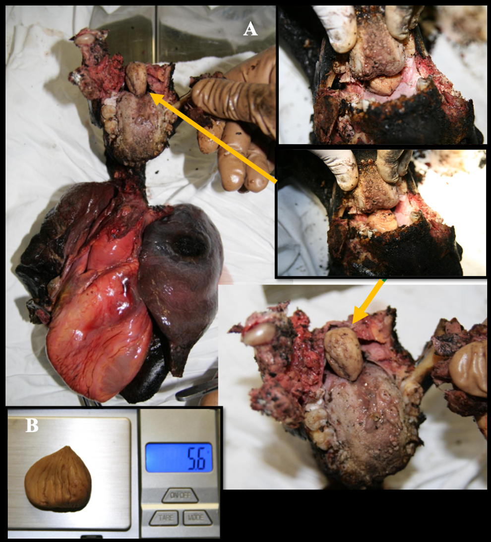 Diagnostics 15 02664 g003