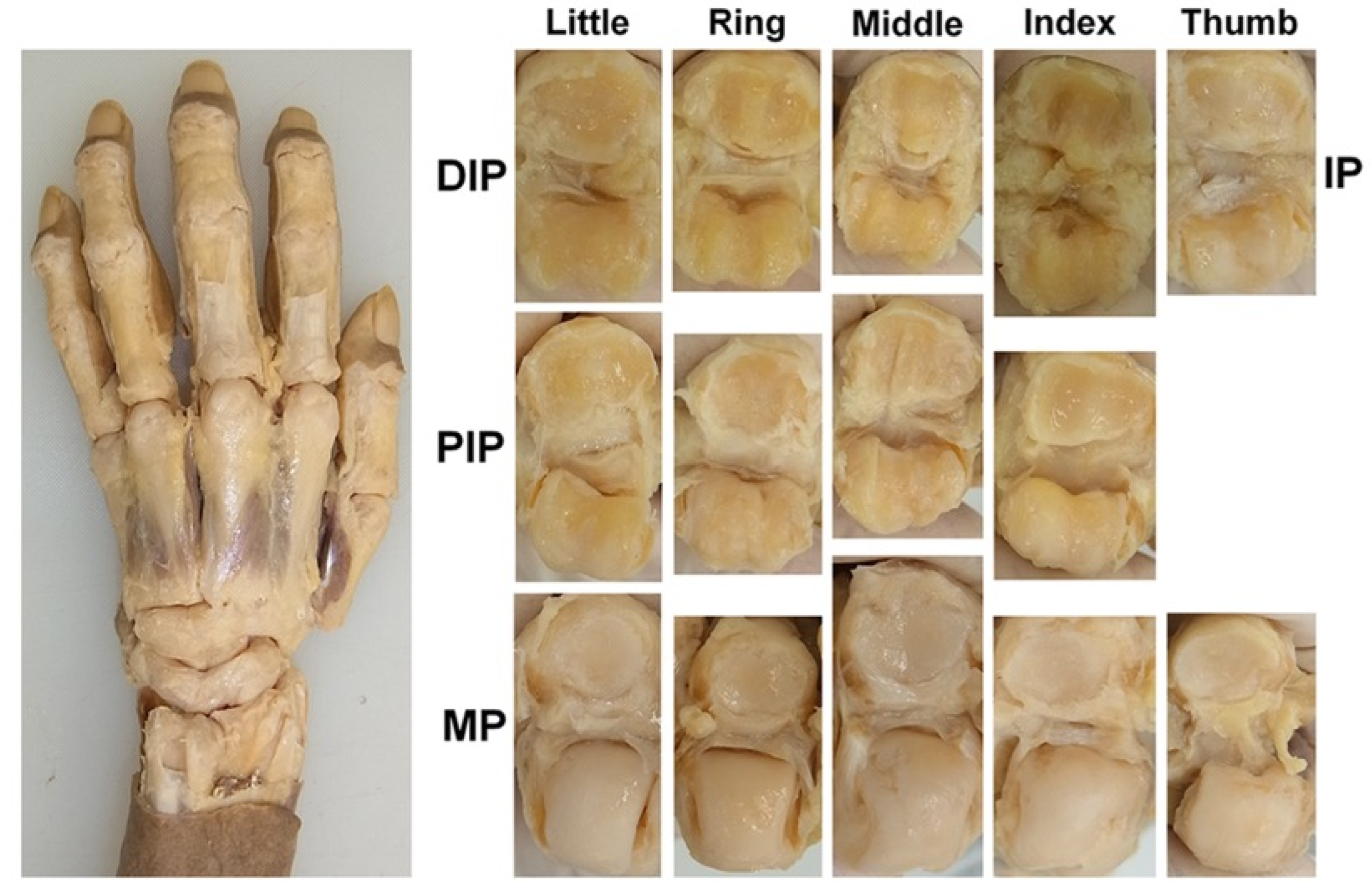 Diagnostics 15 02669 g001