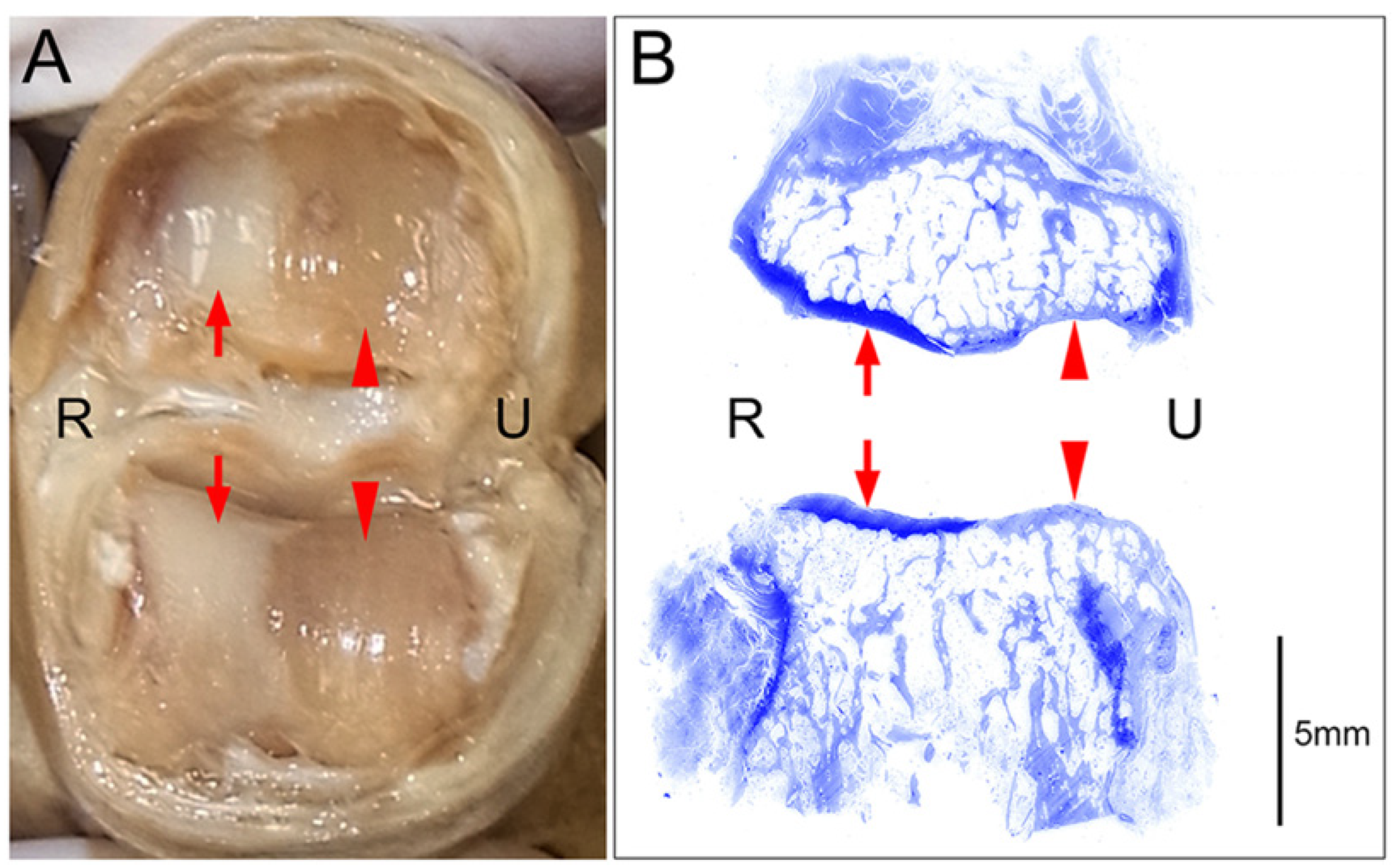 Diagnostics 15 02669 g002