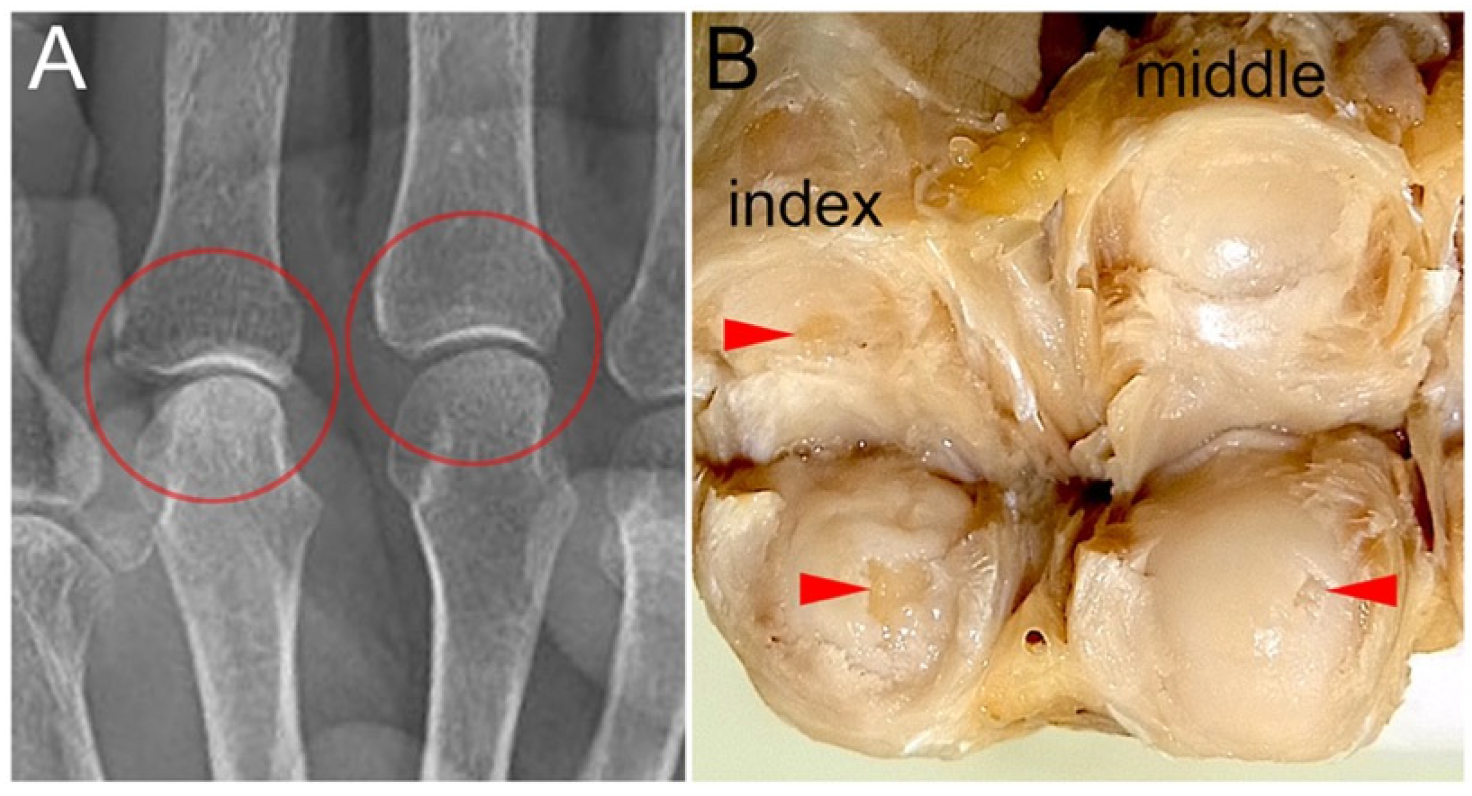 Diagnostics 15 02669 g004