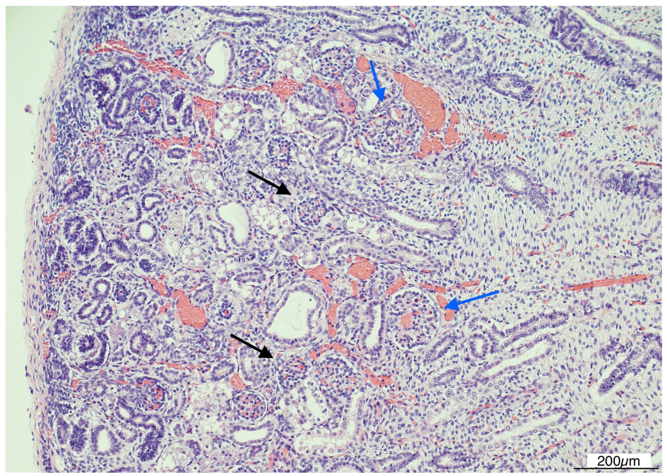 Diagnostics 15 02687 g007 Diagnostics 15 02687 g007