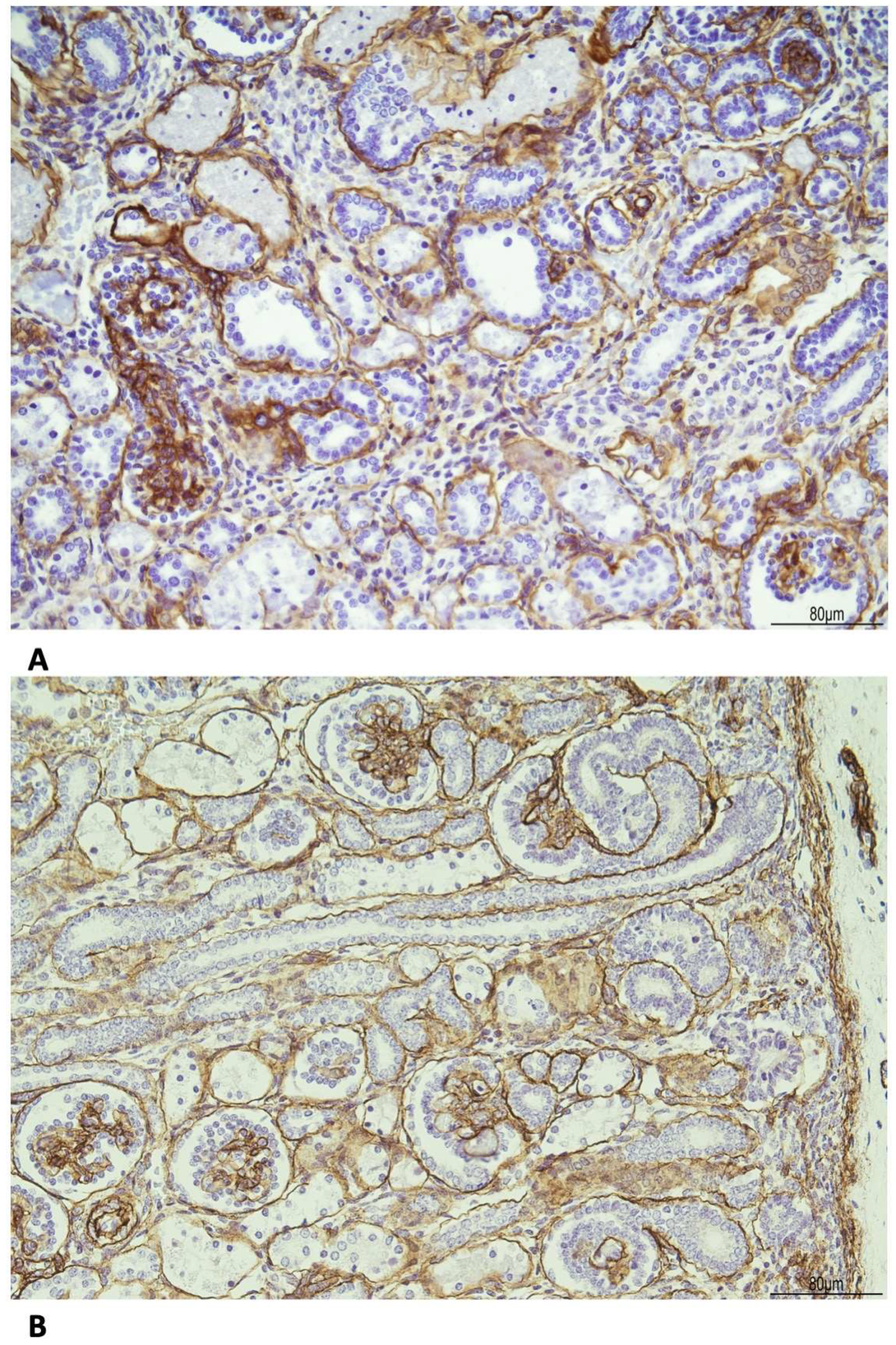 Diagnostics 15 02687 g008 Diagnostics 15 02687 g008