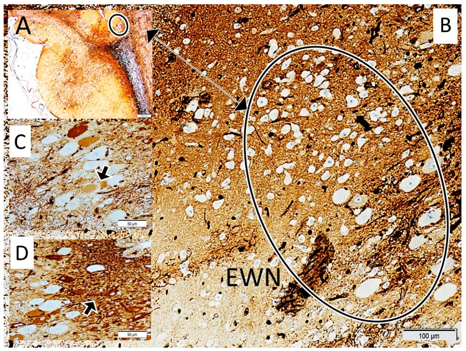 Diagnostics 15 02696 g003