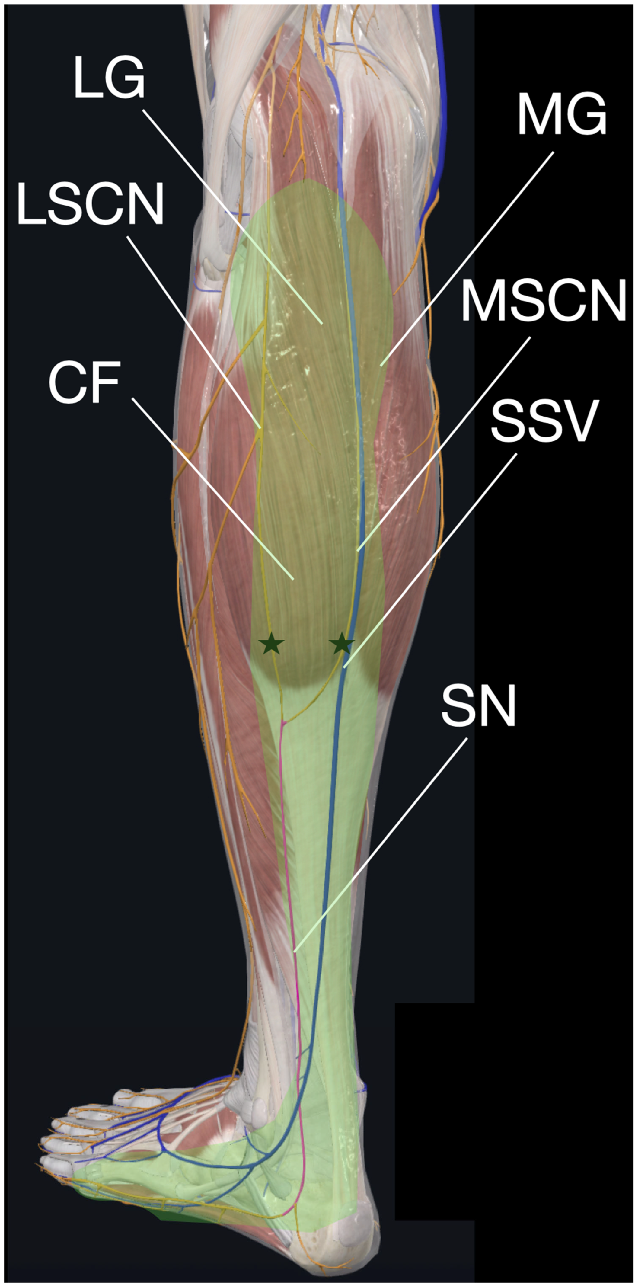 Diagnostics 15 02706 g006