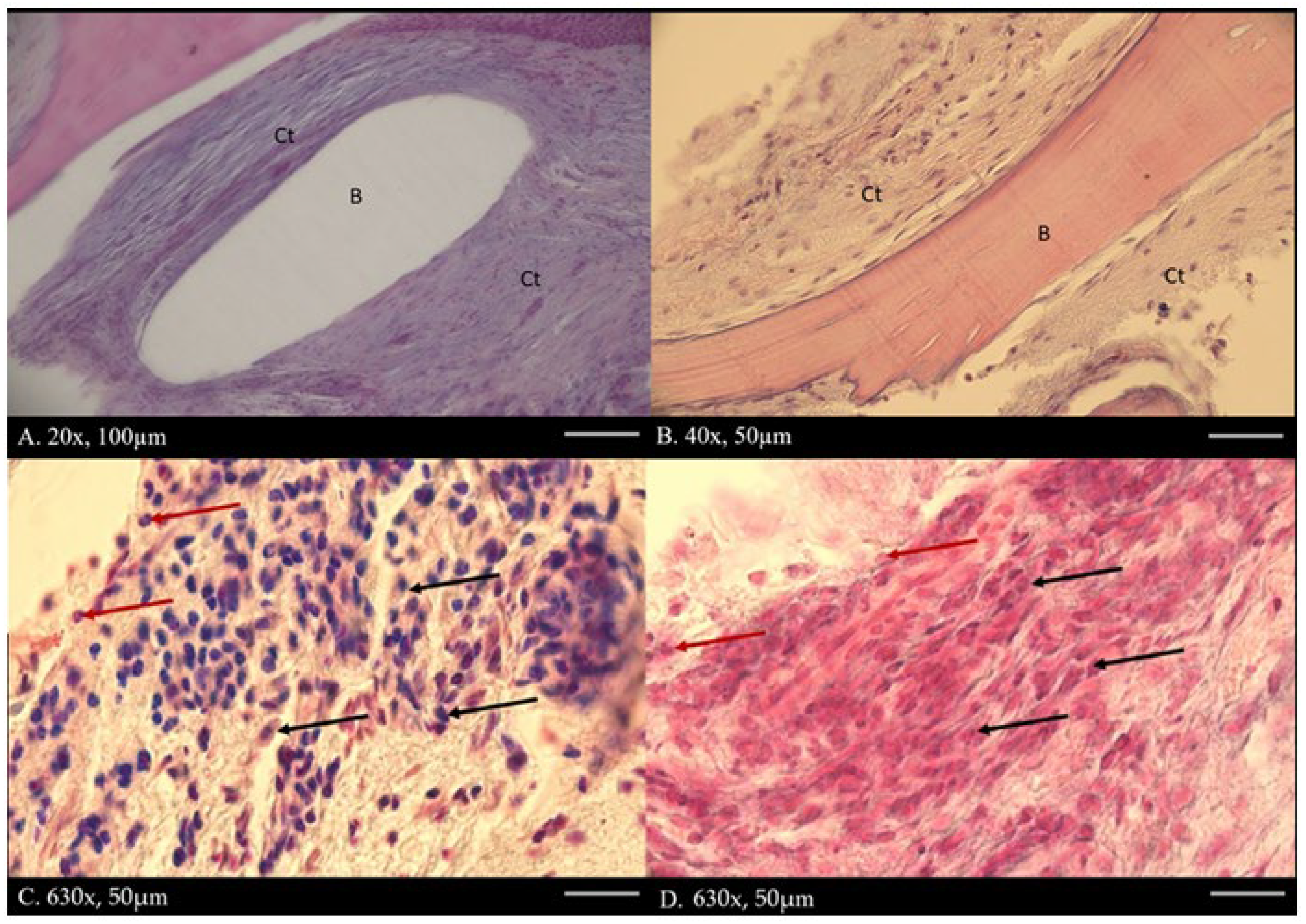 Diagnostics 15 02724 g004 Diagnostics 15 02724 g004