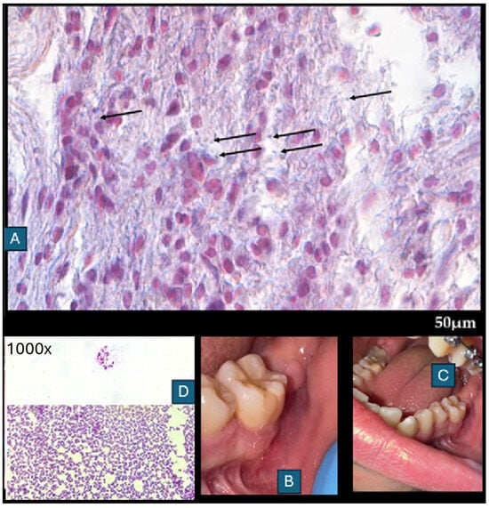 Diagnostics 15 02724 g005