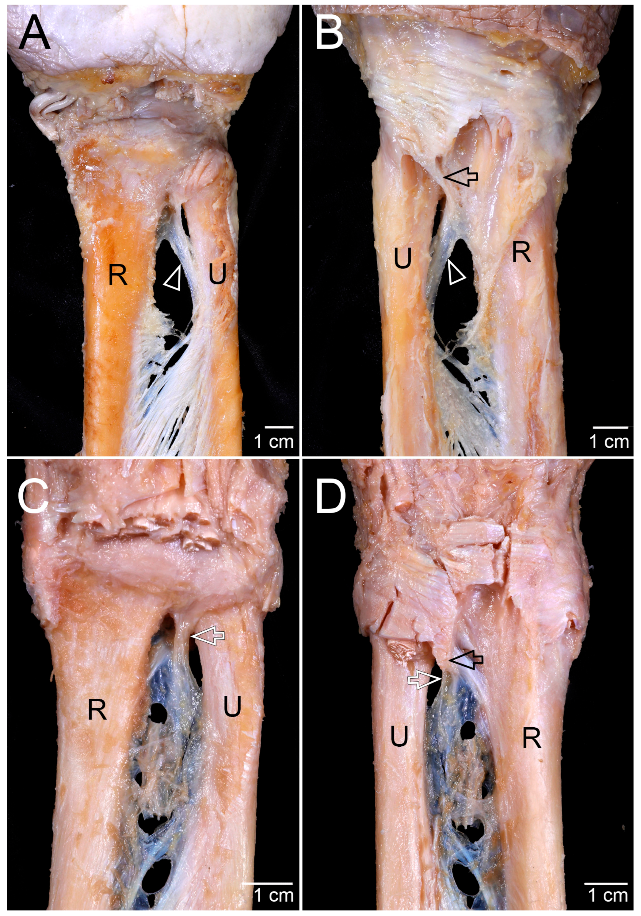 Diagnostics 15 02728 g001