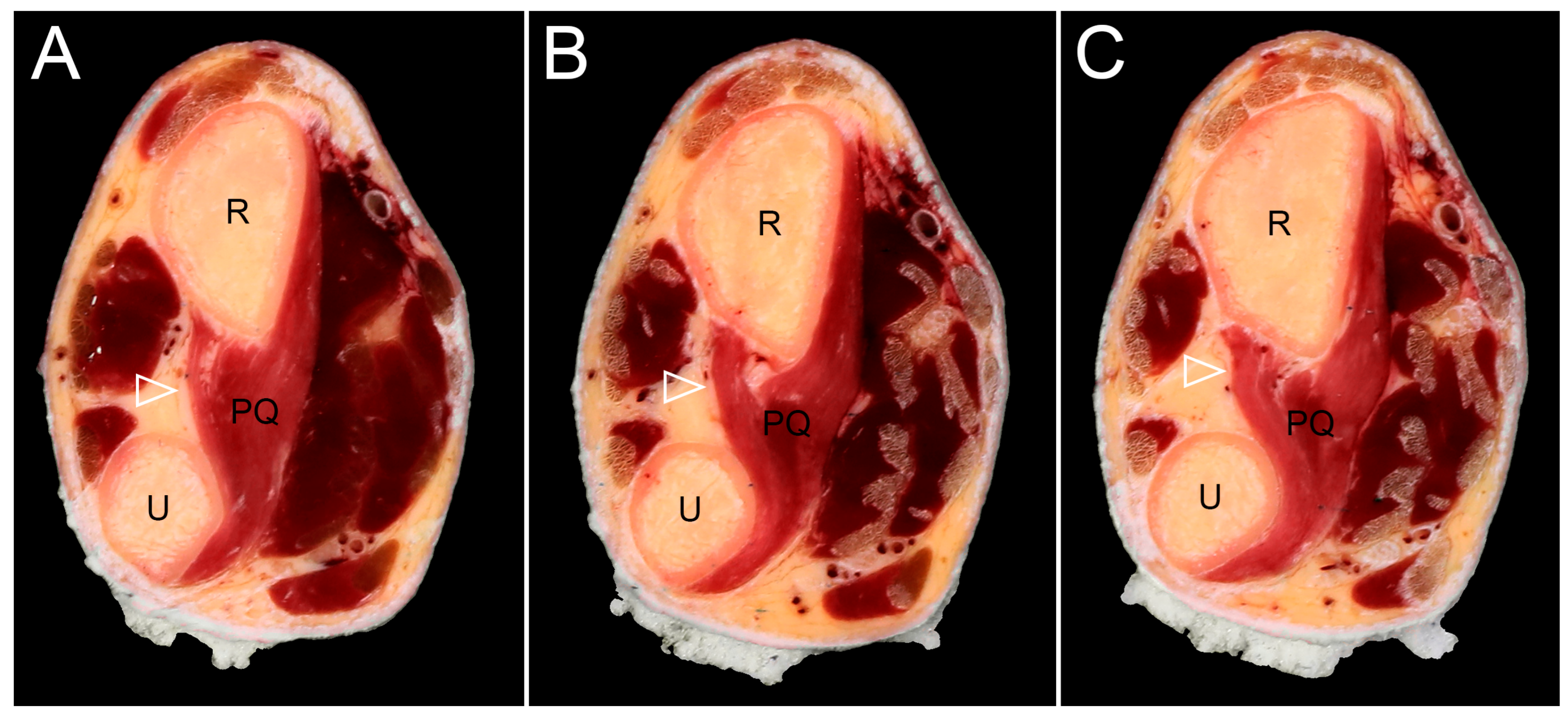 Diagnostics 15 02728 g003