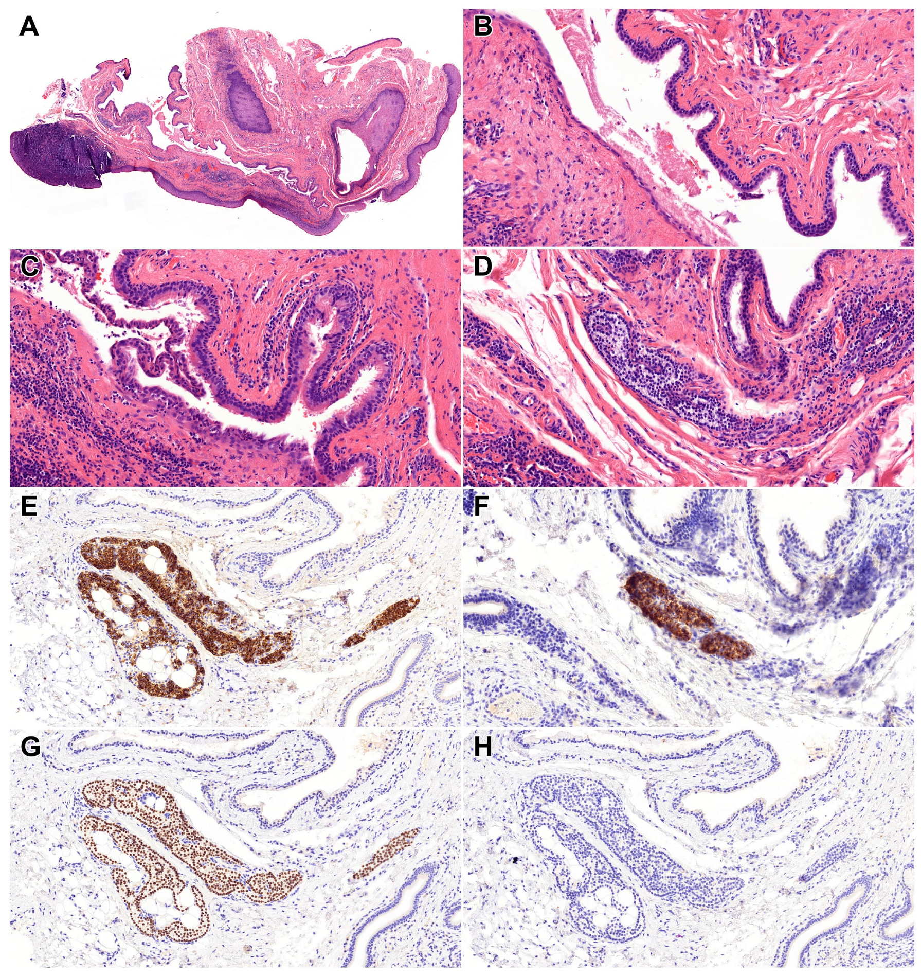 Diagnostics 15 02748 g001 Diagnostics 15 02748 g001