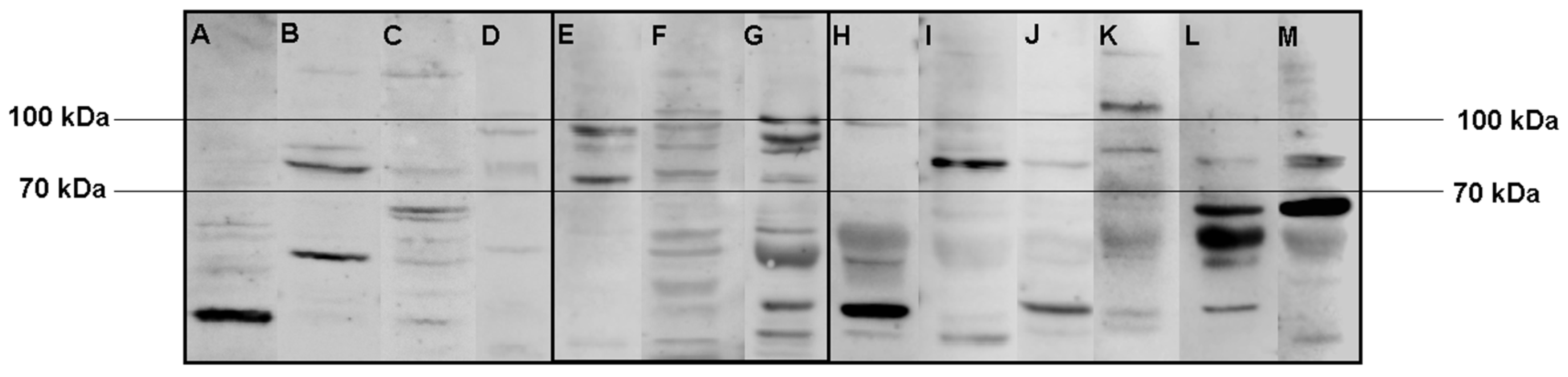 Diagnostics 15 02797 g002 Diagnostics 15 02797 g002