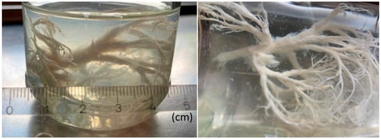 Diagnostics 15 02864 g002