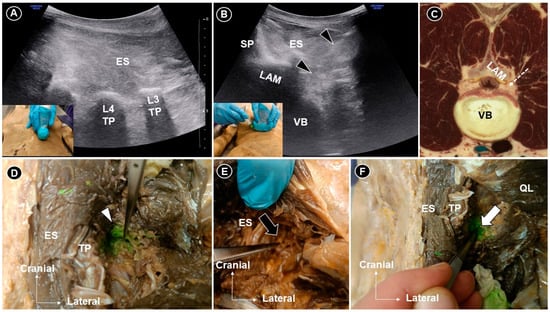 Diagnostics 15 03017 g001