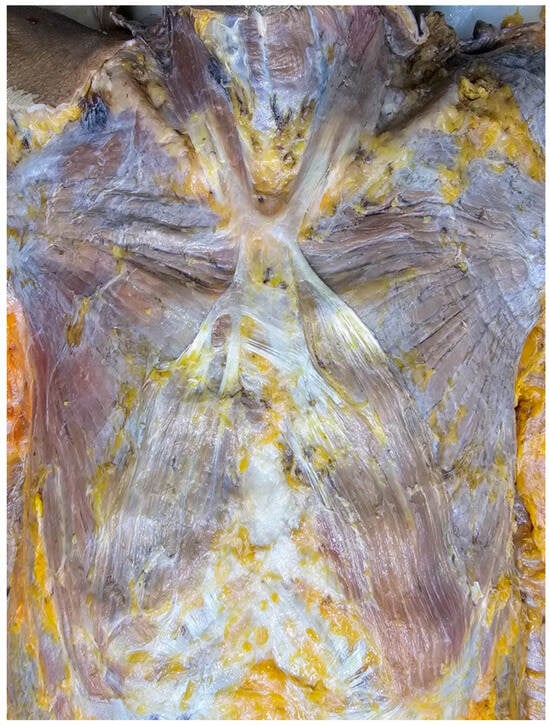 Diagnostics 15 03033 g001